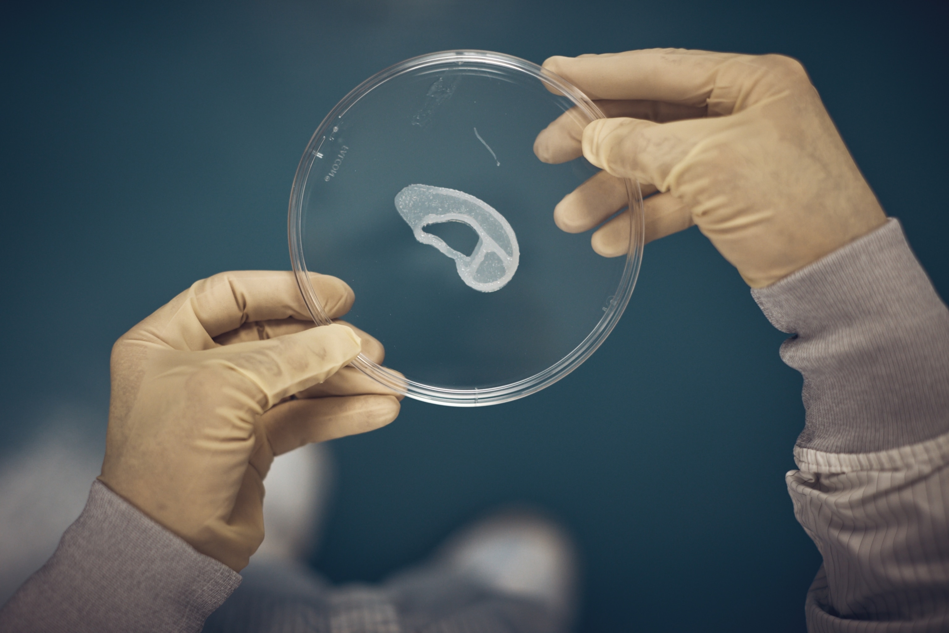 Gloved hands hold a petri dish containing a translucent, 3-d printed ear against a blue background