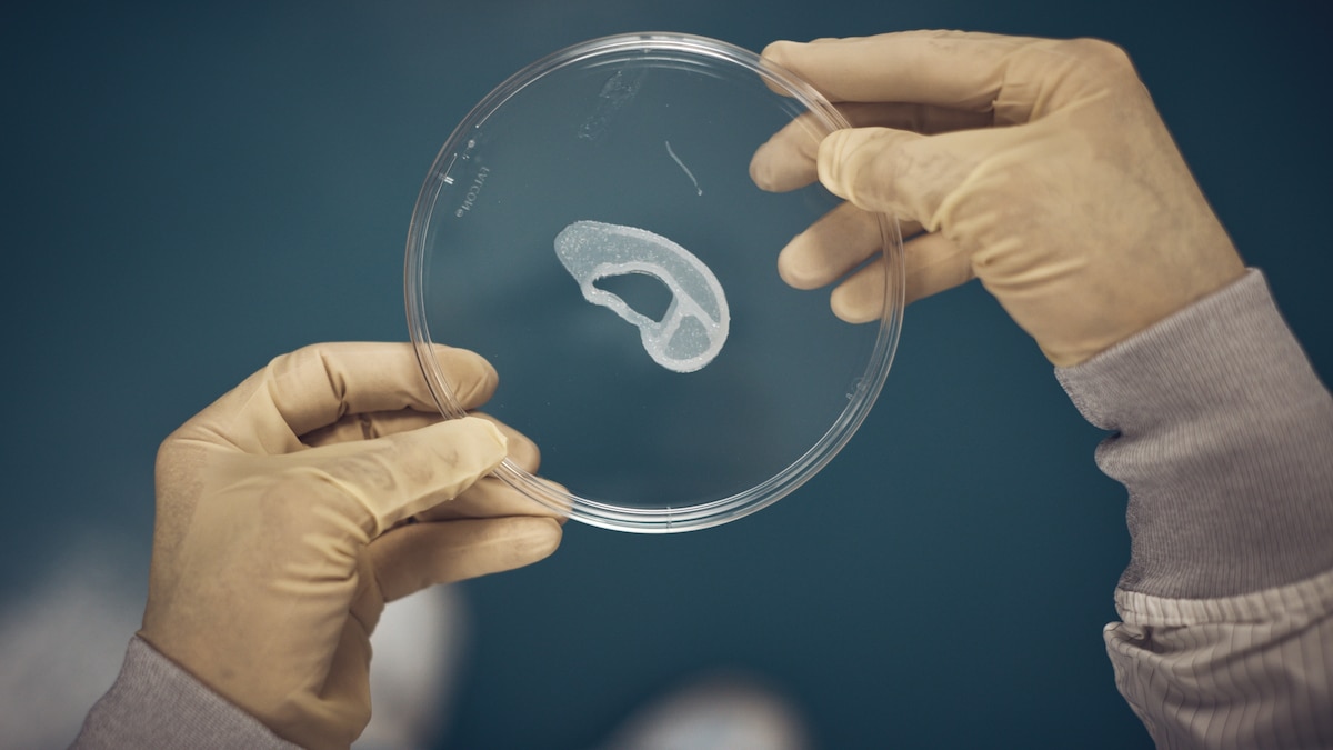 Could damaged cartilage one day grow back?