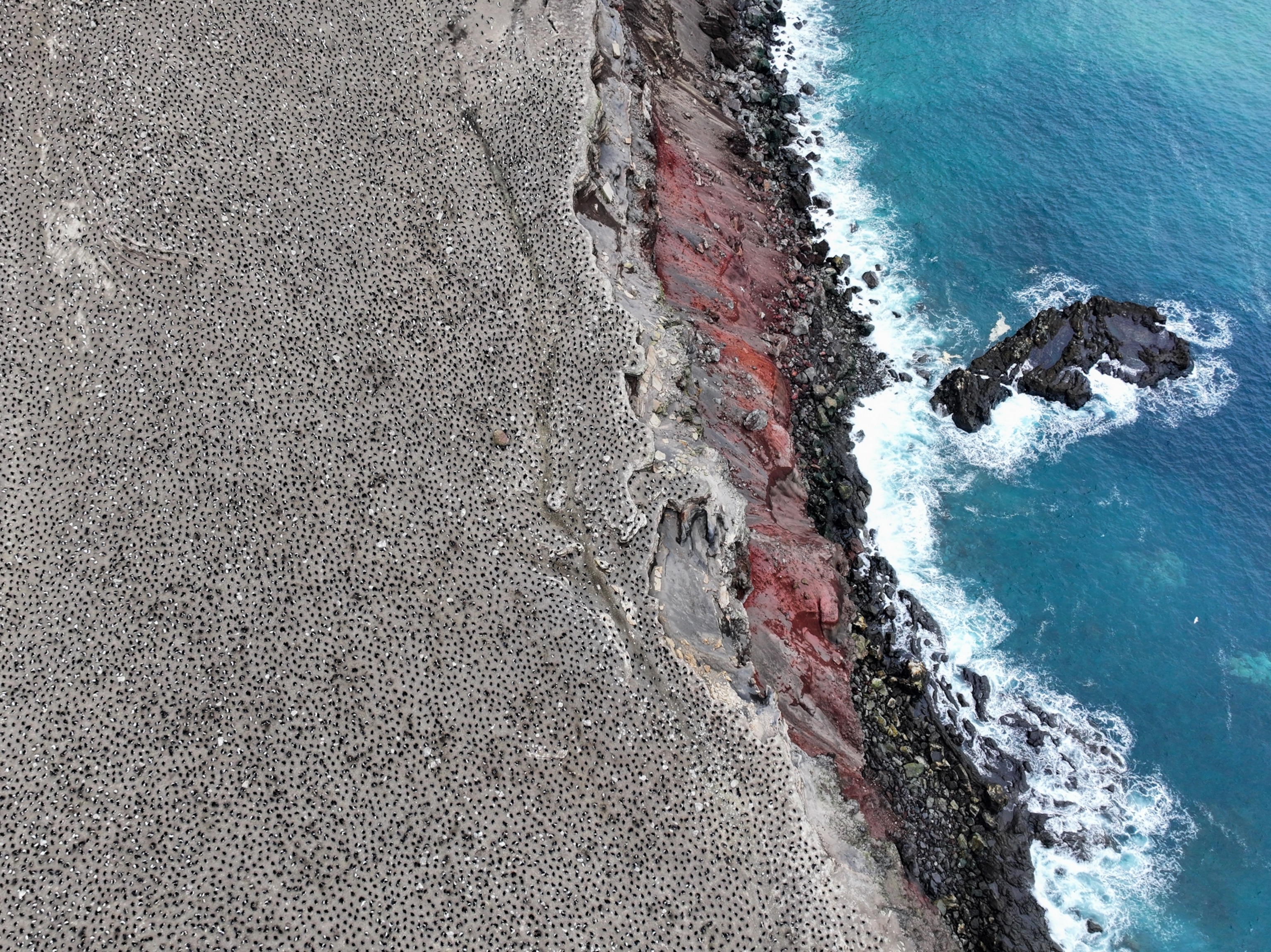 Penguin colony and sea from above
