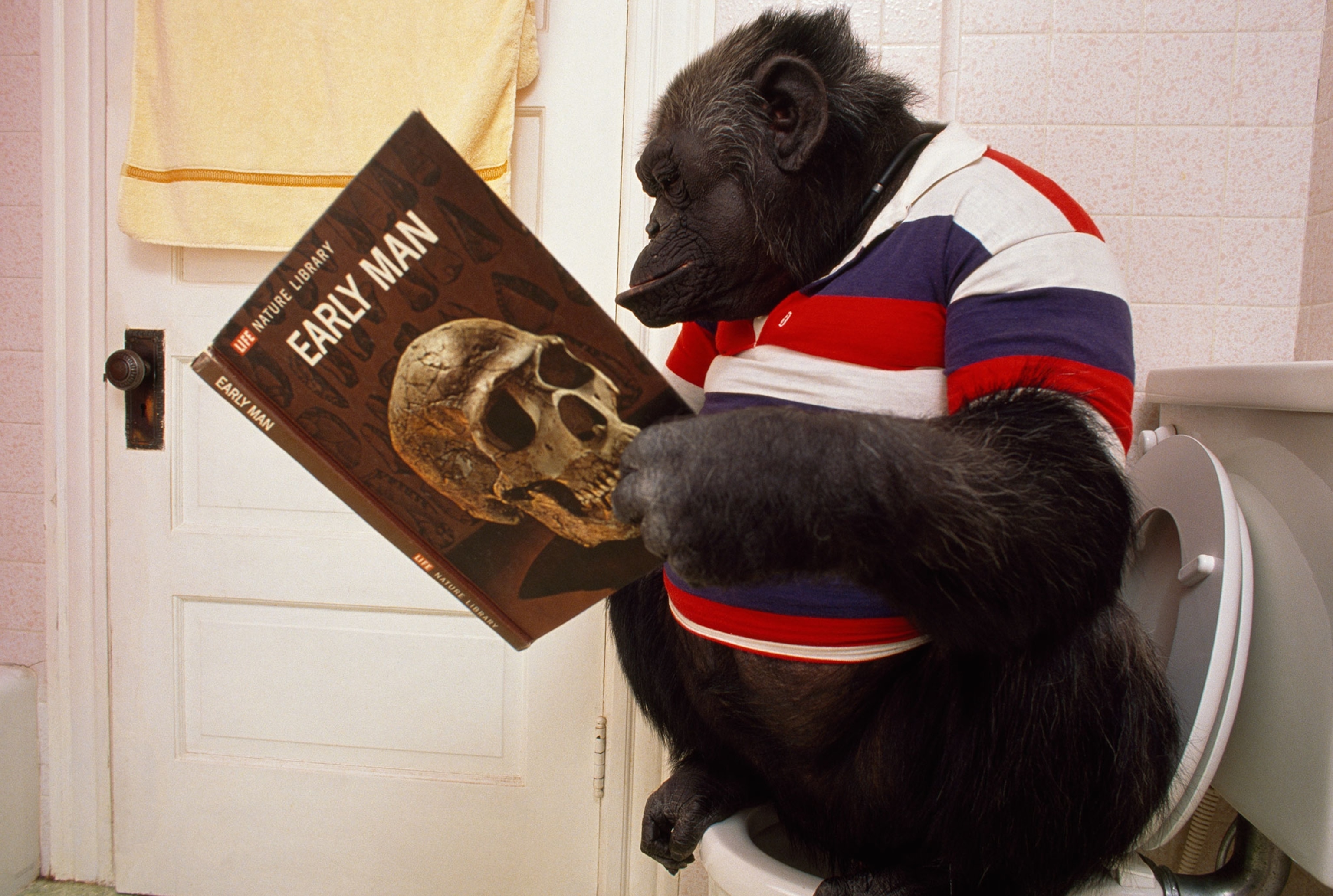 a chimpanzee using a toilet
