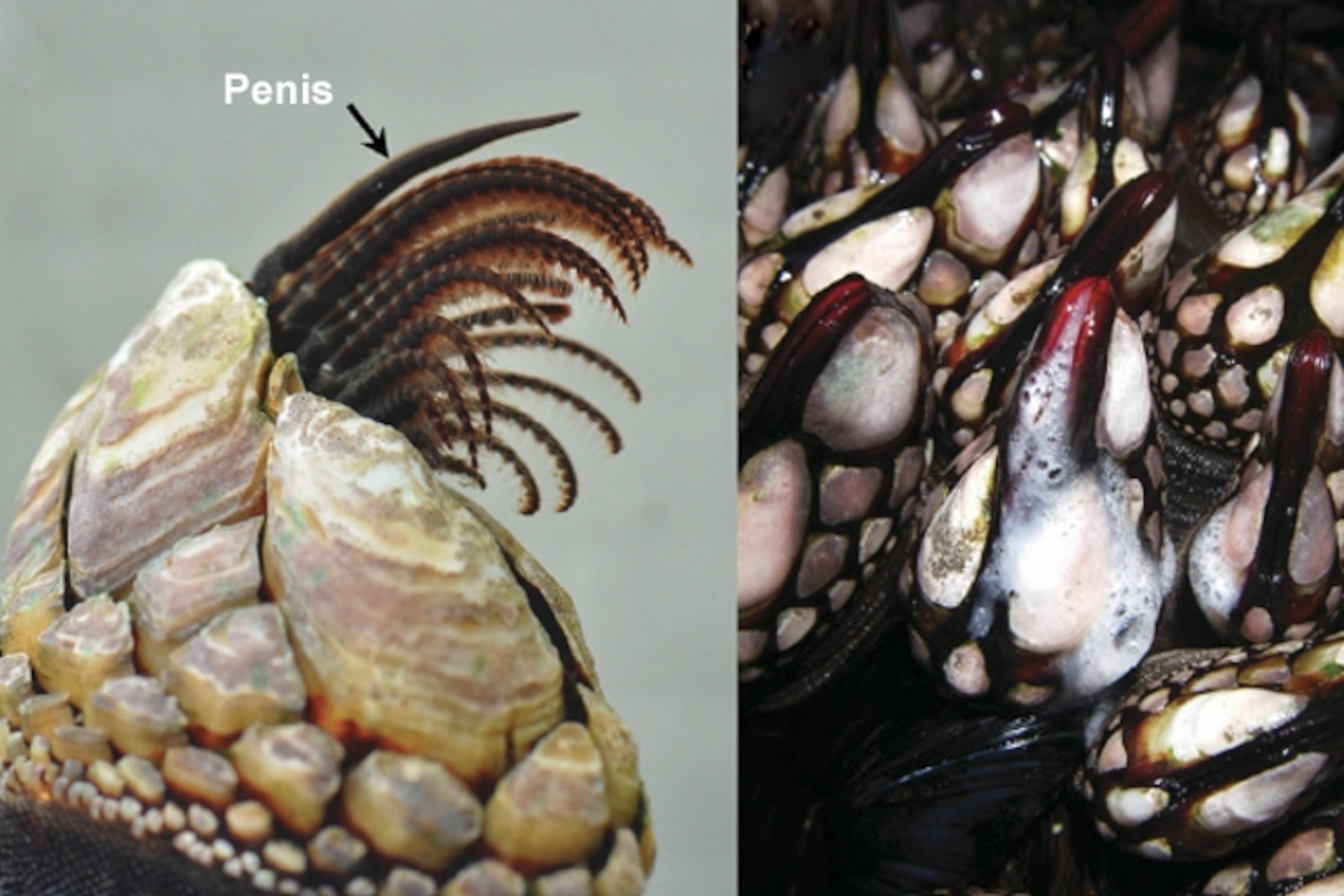 Poorly-Endowed Barnacles Overthrow 150-Year-Old Belief