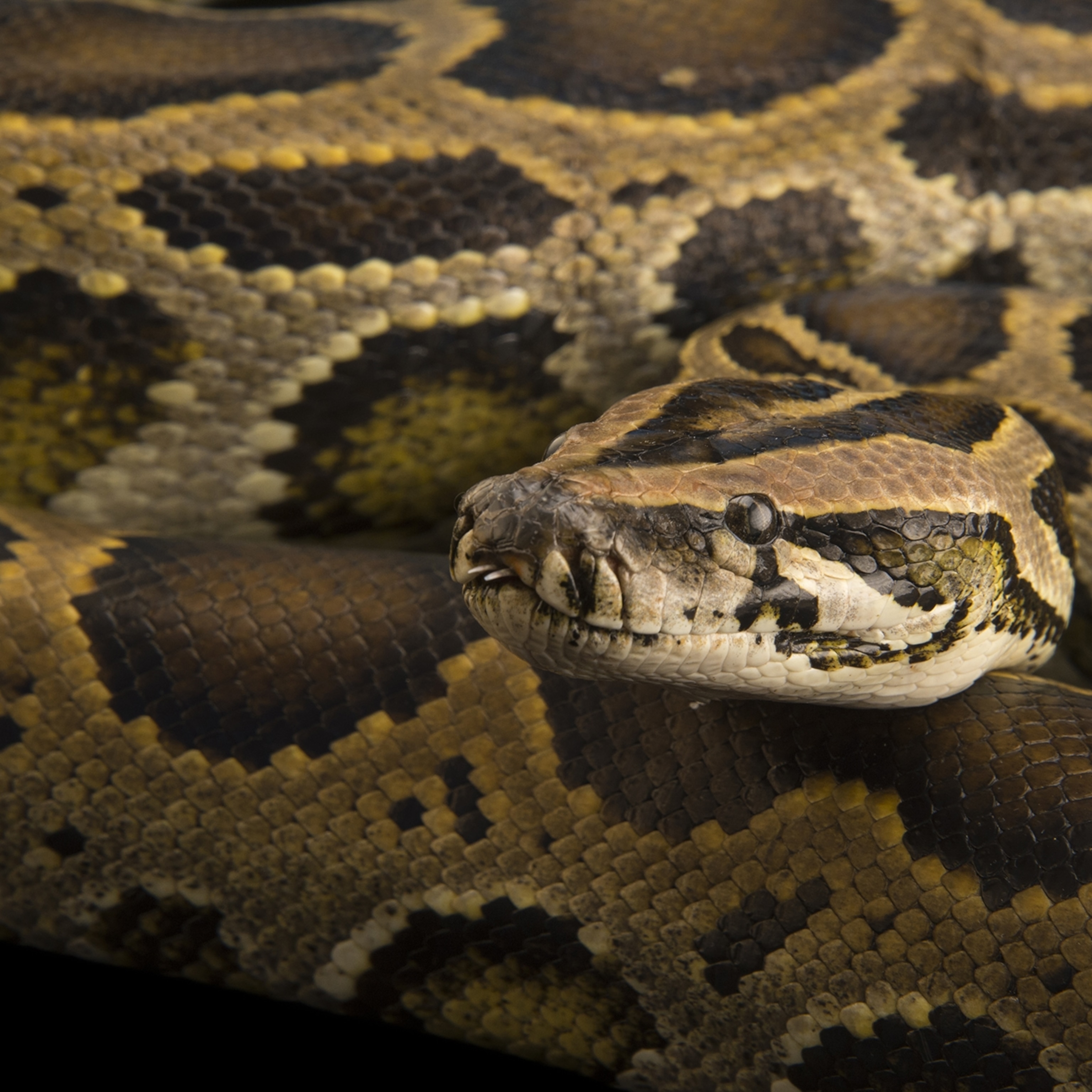 Pythons Grow Bigger Hearts at Mealtimes