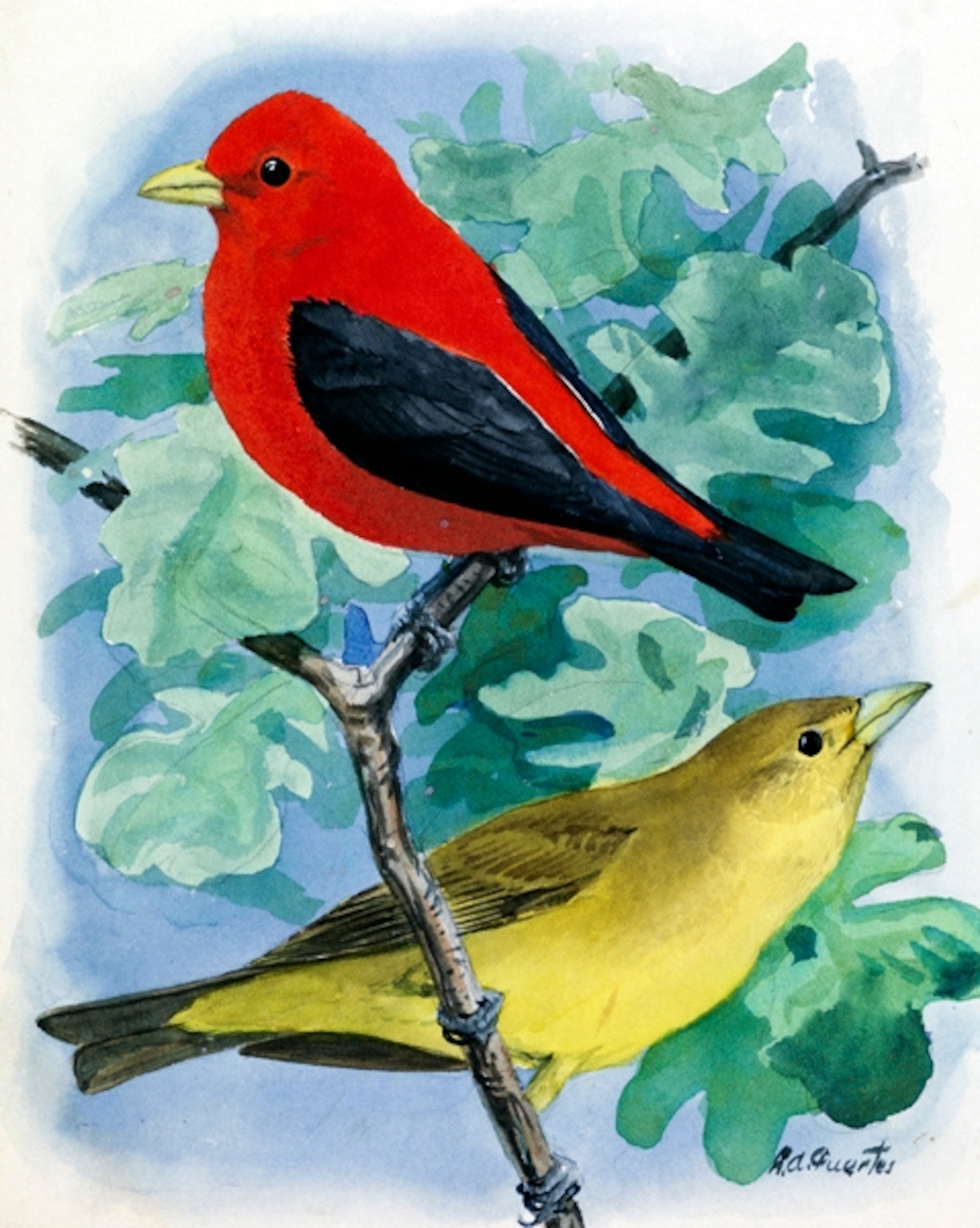 Illustration: Two perched scarlet tanagers