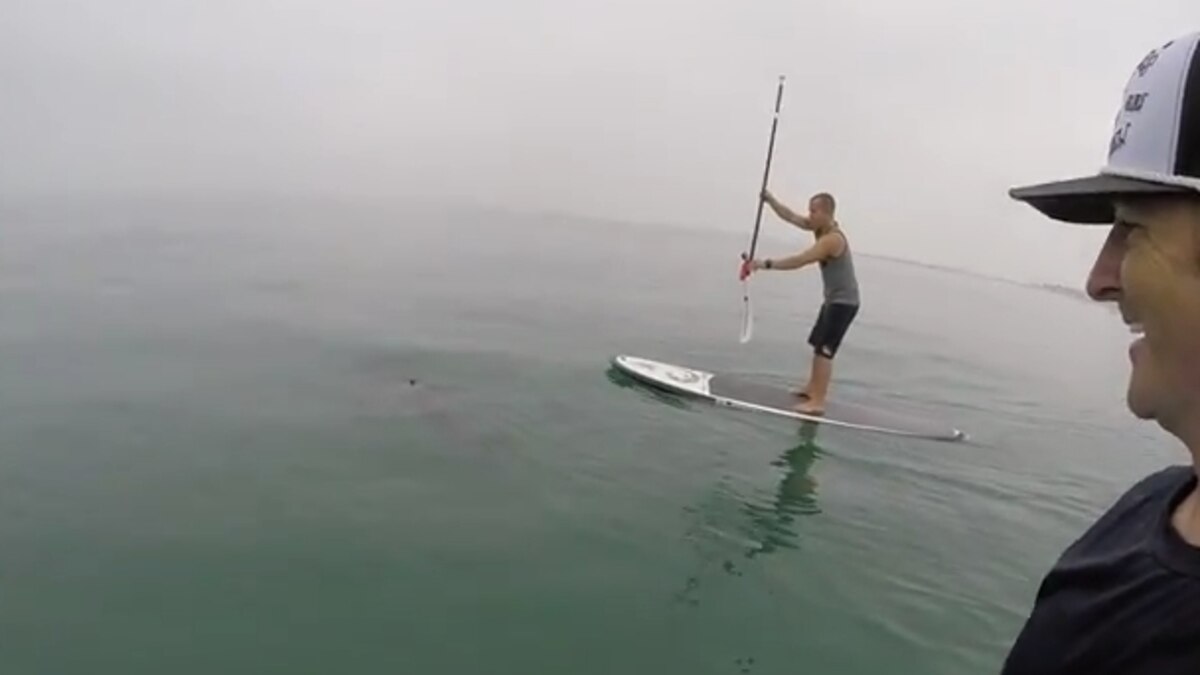 Great White Sharks Surround Paddleboarders in California