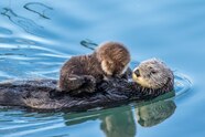 What Is A Sea Otters Ecosystem For Kids Infoupdate What Is A Sea Otters Ecosystem For Kids Infoupdate