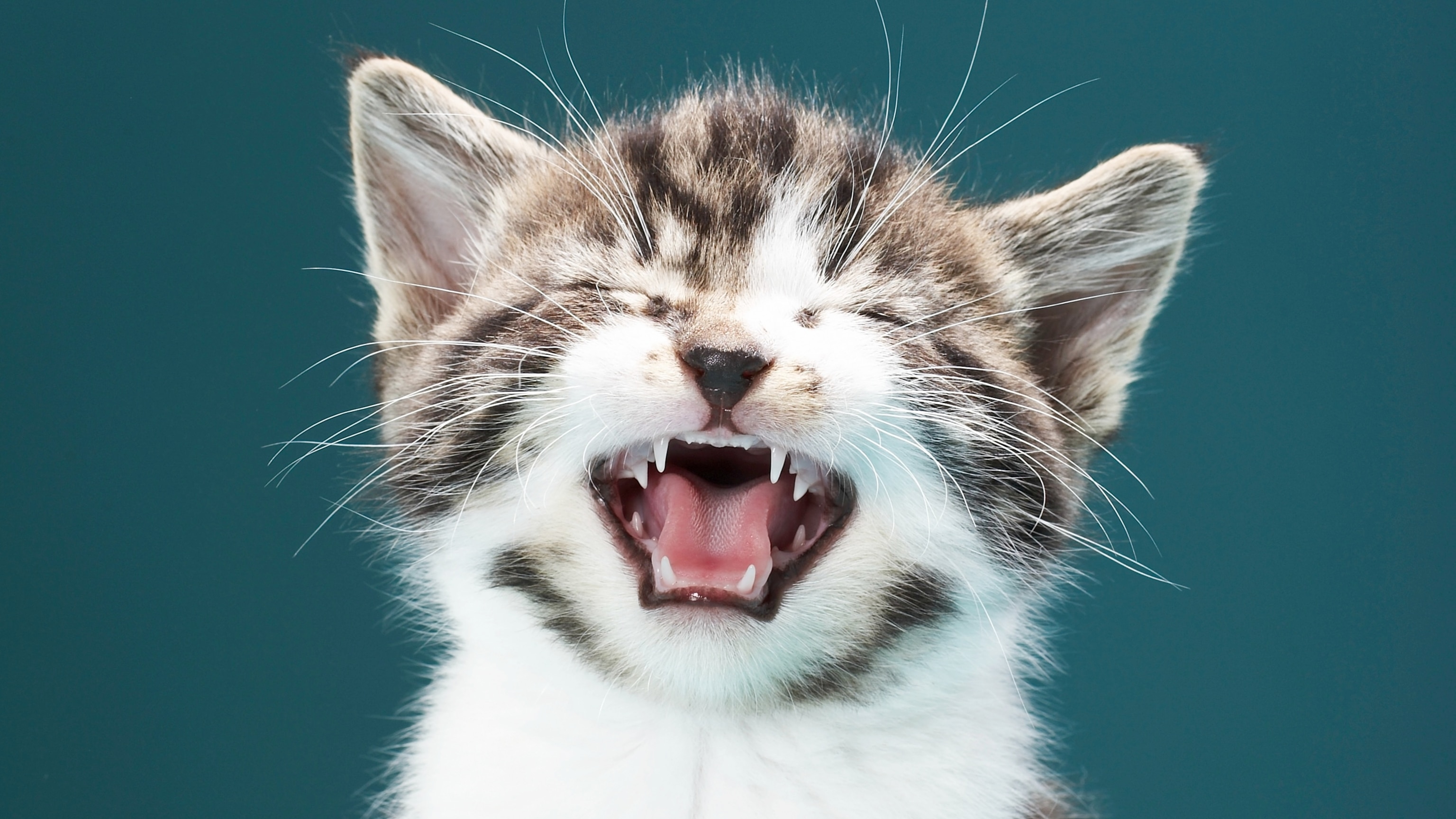 This new tech makes communicating with your cat easier than ever