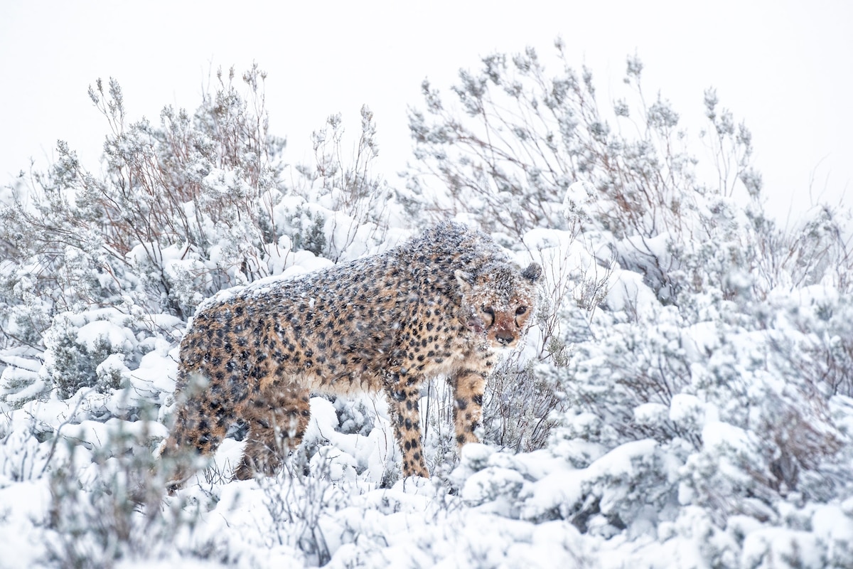 Rare photographs show African cheetahs in snowstorm
