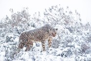 Rare Photographs Show African Cheetahs In Snowstorm National Geographic