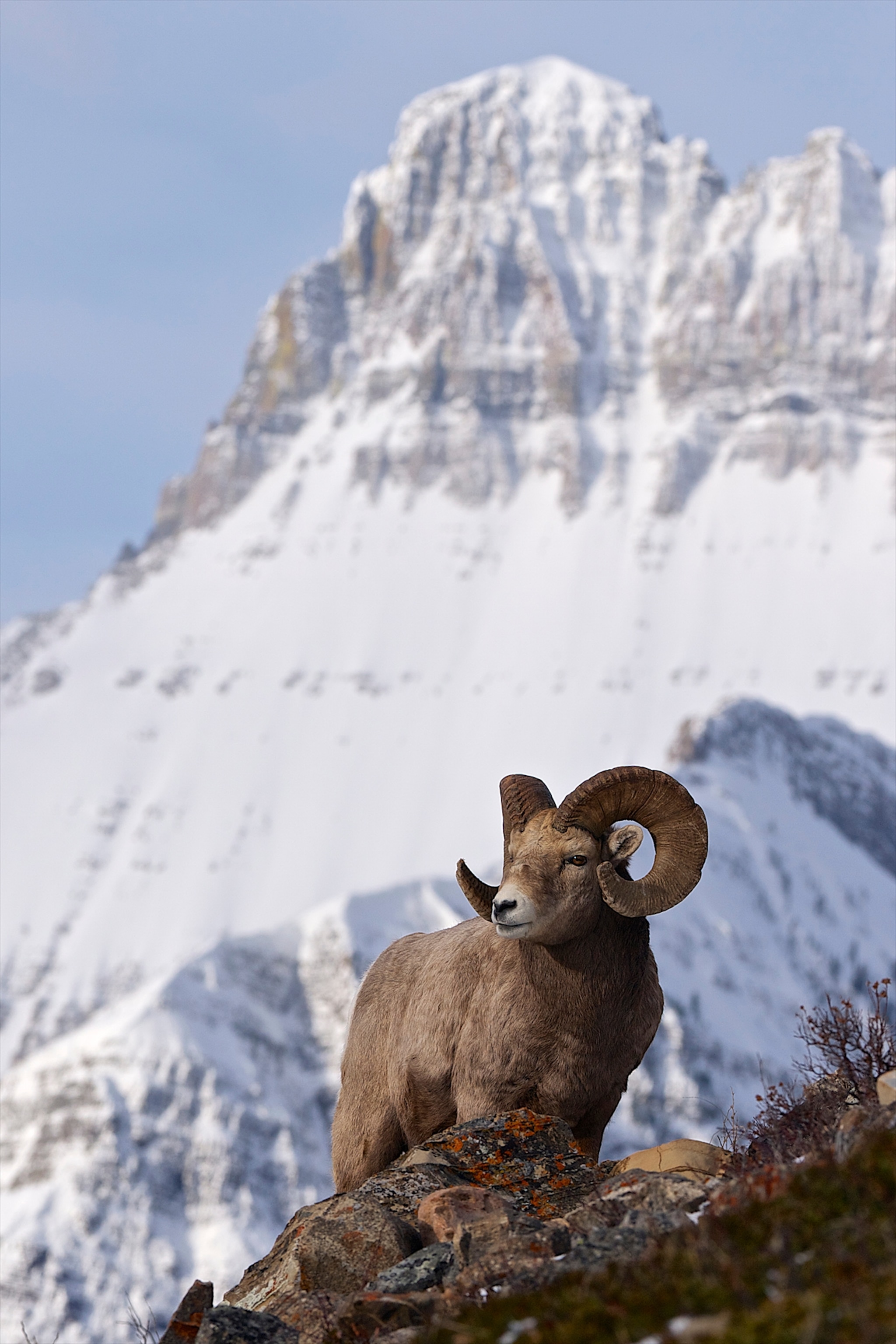 A bighorn sheep posing in front of a snow capped mountain.