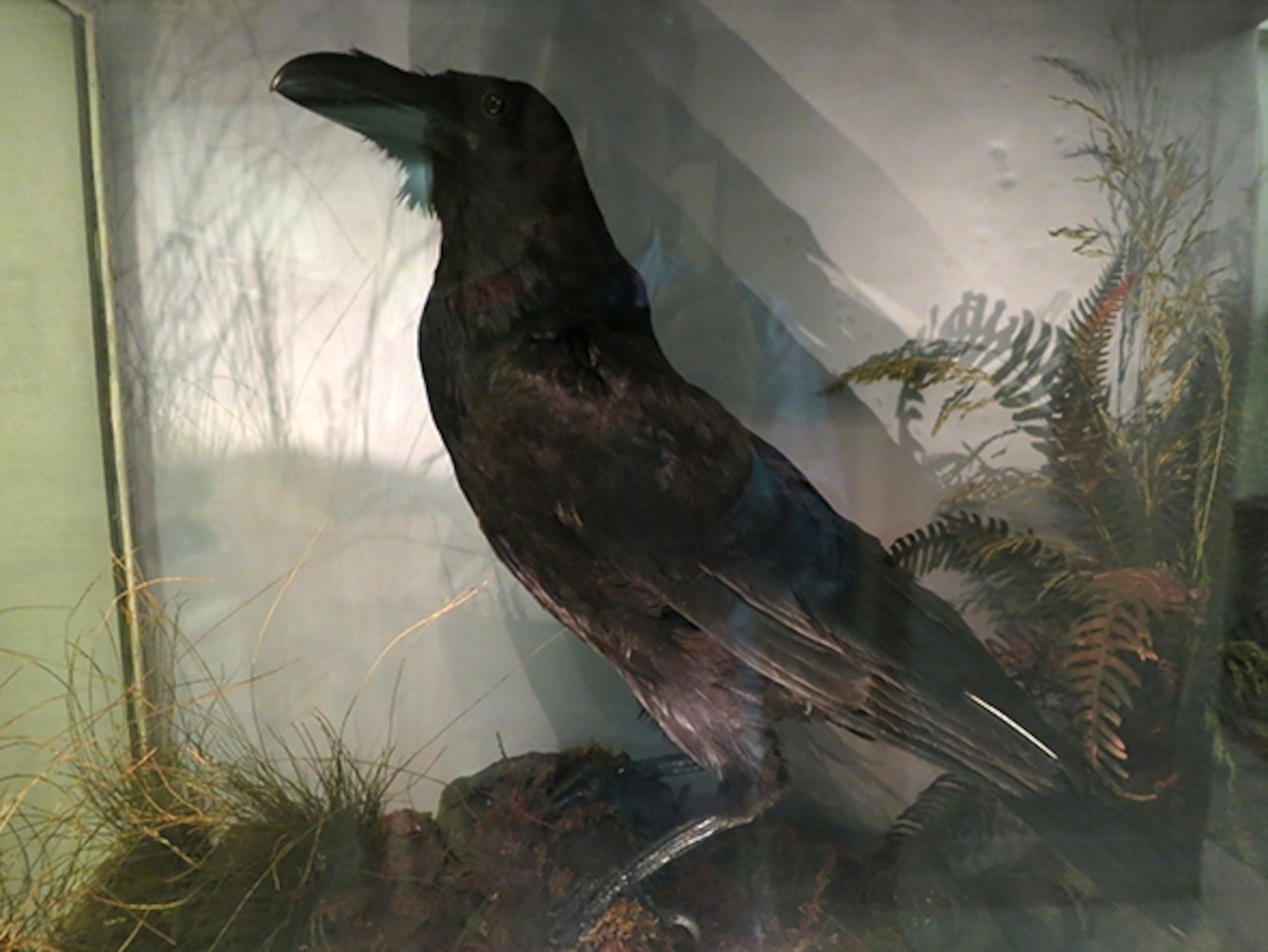 The Free Library of Philadelphia keeps Charles Dickens’ favorite bird, a raven named Grip, in its rare books section. (Photograph by Robert Reid)