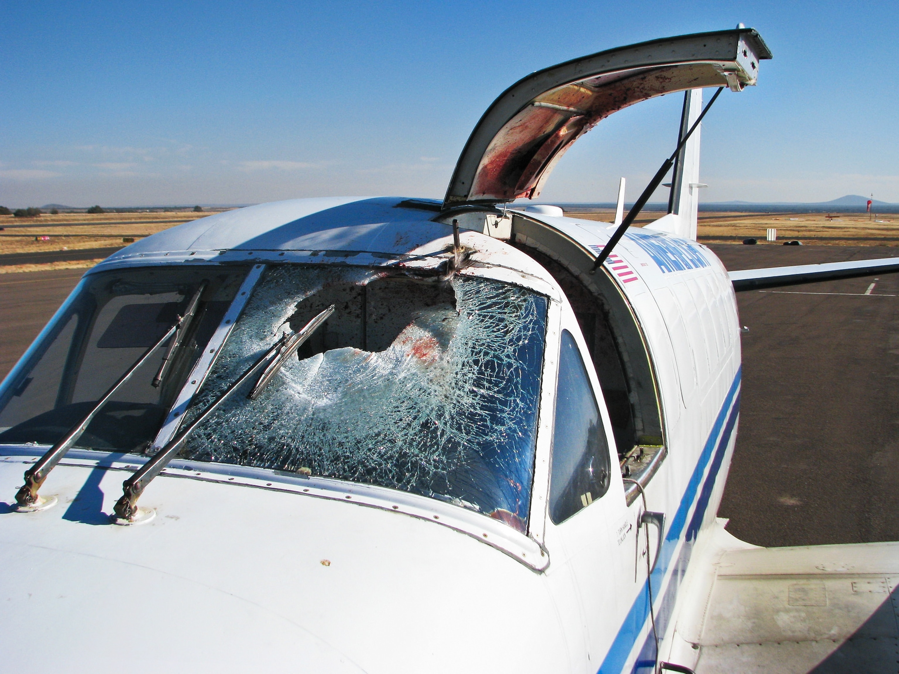 Bloody Skies The Fight to Reduce Deadly Bird Plane Collisions