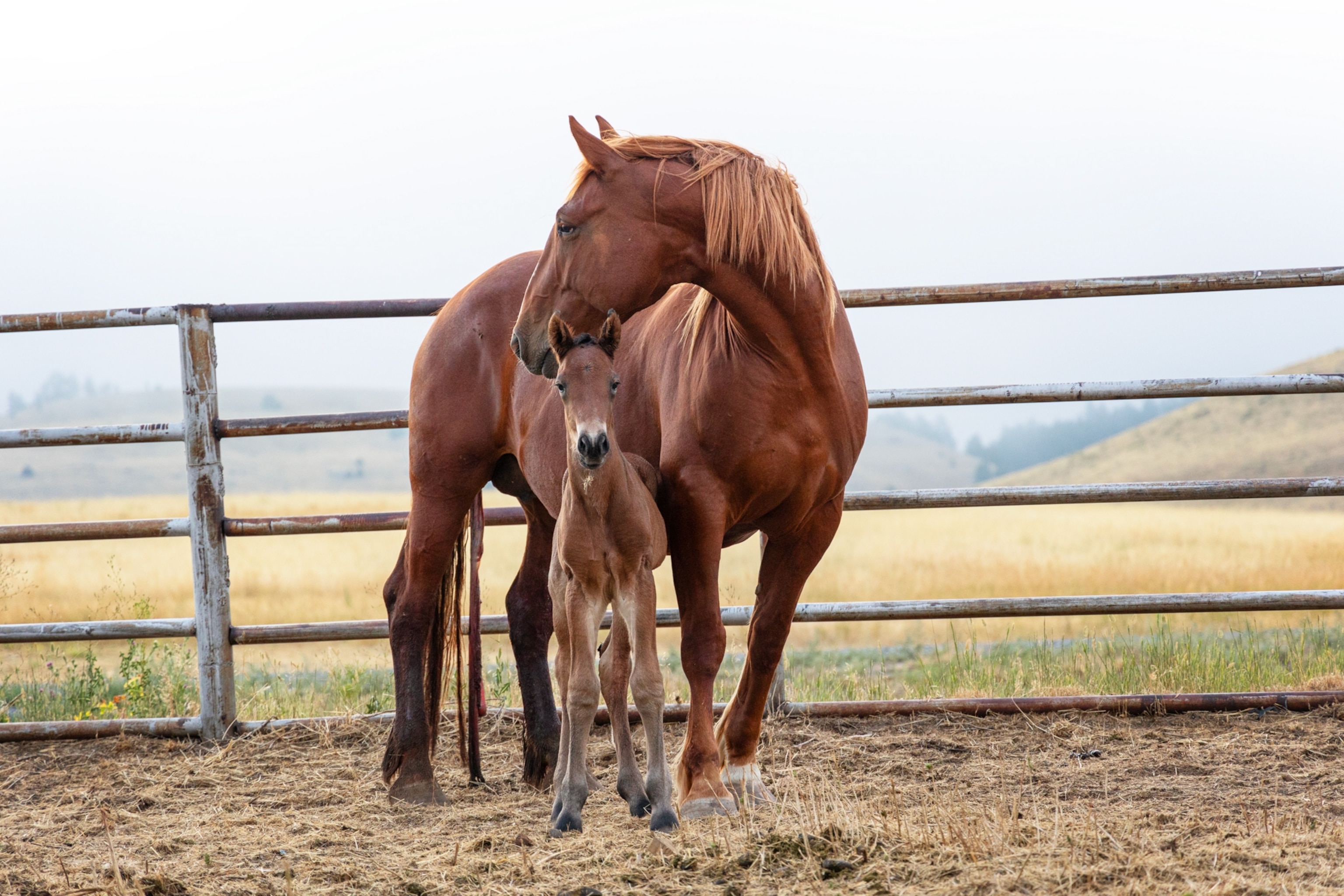 A brown adult female horse and her colt are seen at Kindness Ranch Animal Sanctuary