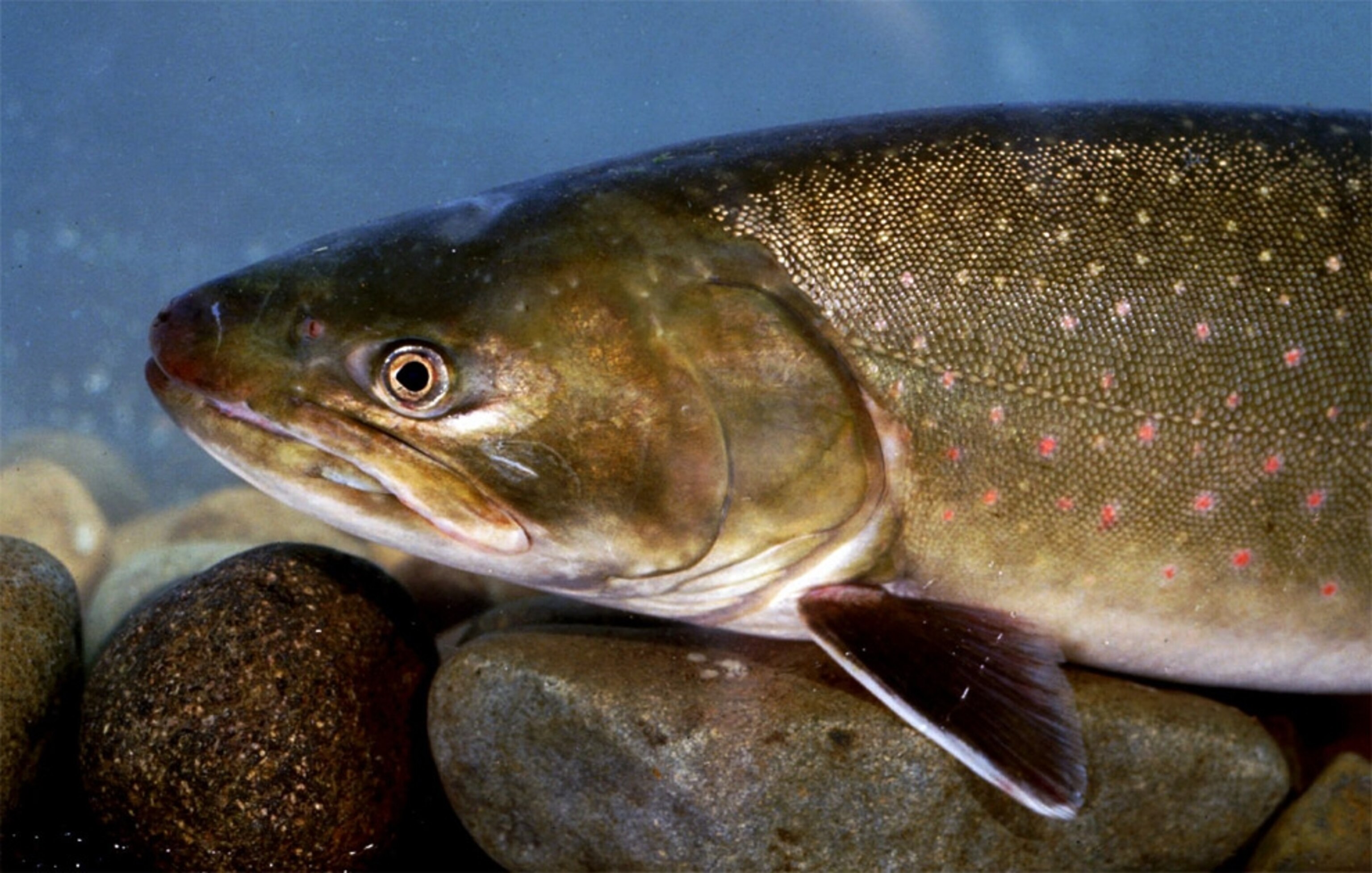Bull Trout