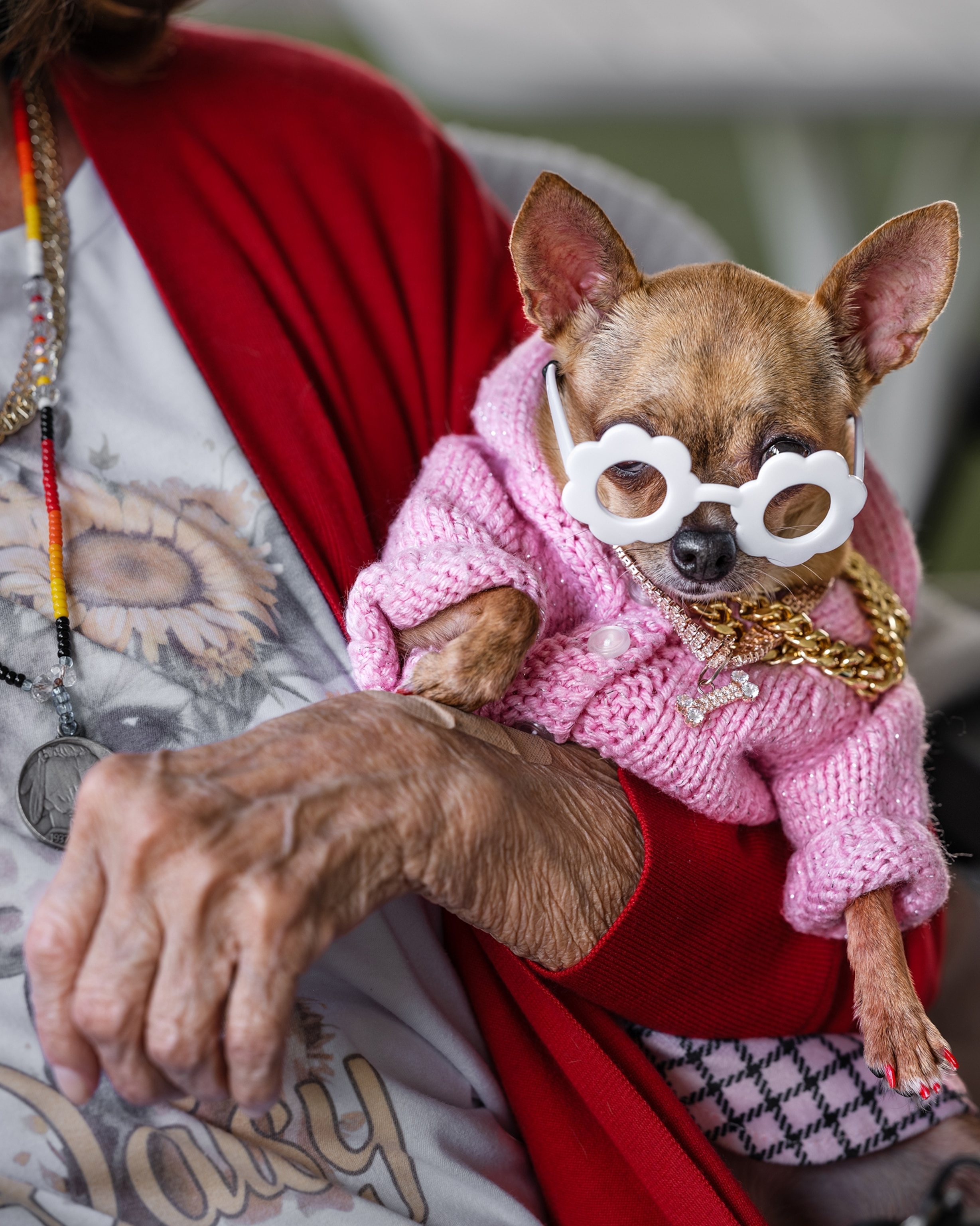 "Lap Dog," Davie, Florida, 2025.