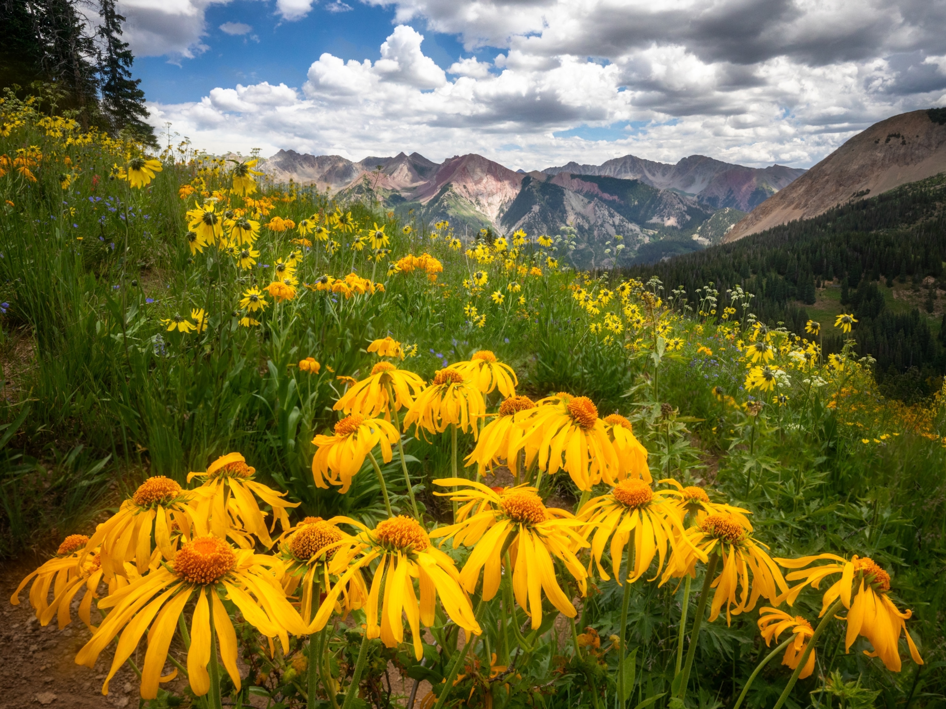 Wildflowers bloom across an alpine meadow during the Crested Butte Wildflower Festival