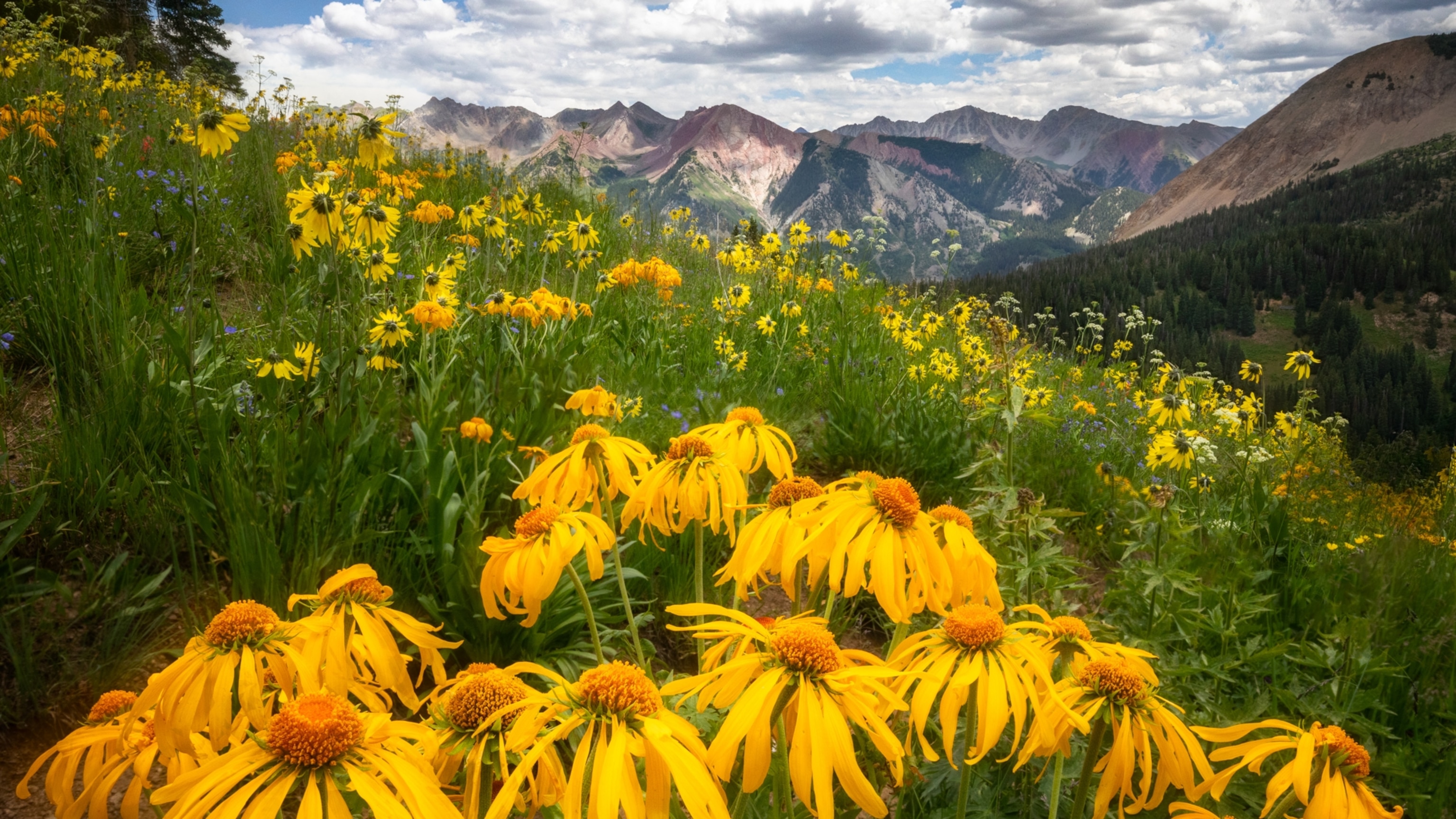 7 breathtaking summer road trips that come alive with wildflowers