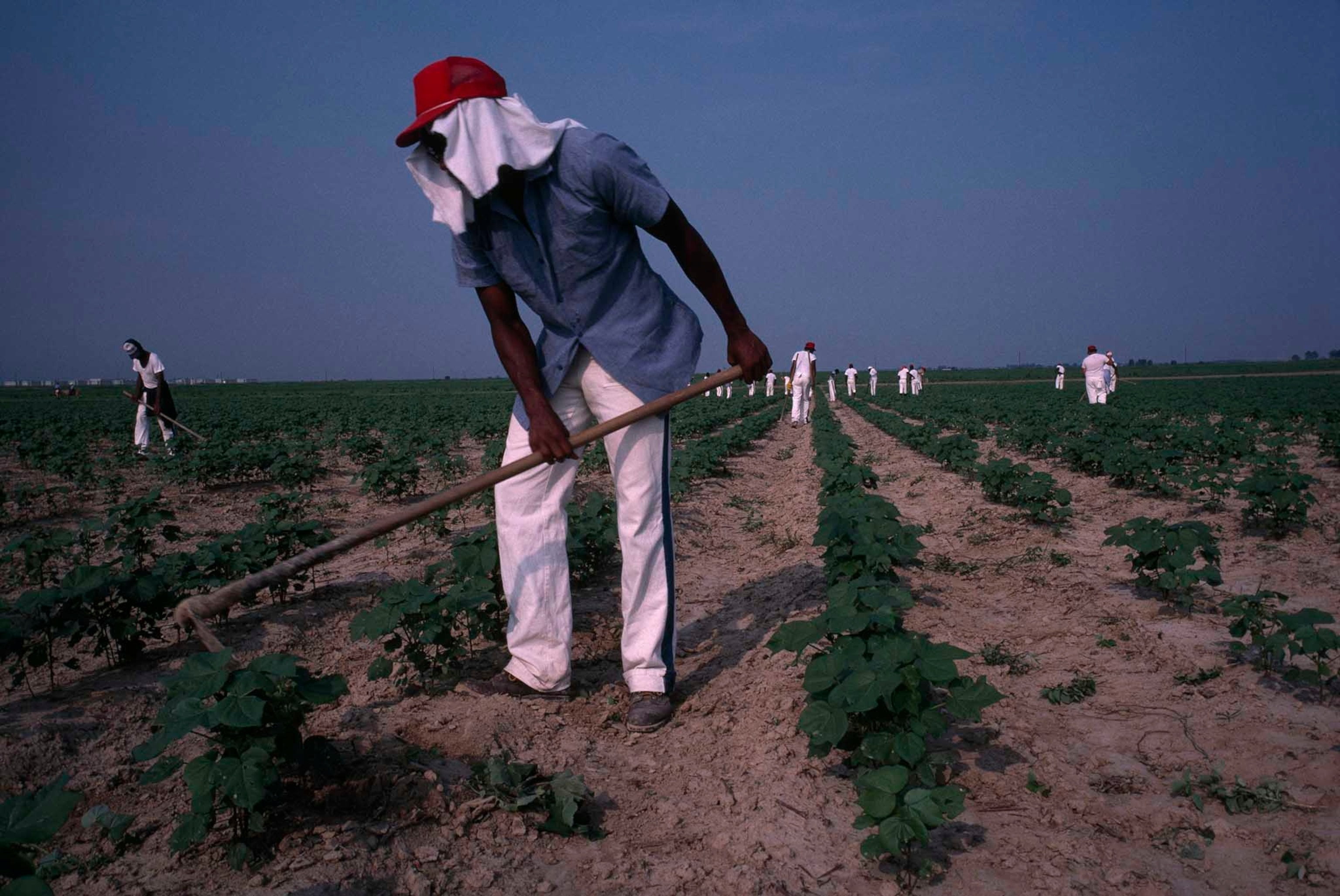 convicts working a field at a Mississippi State Prison Farm