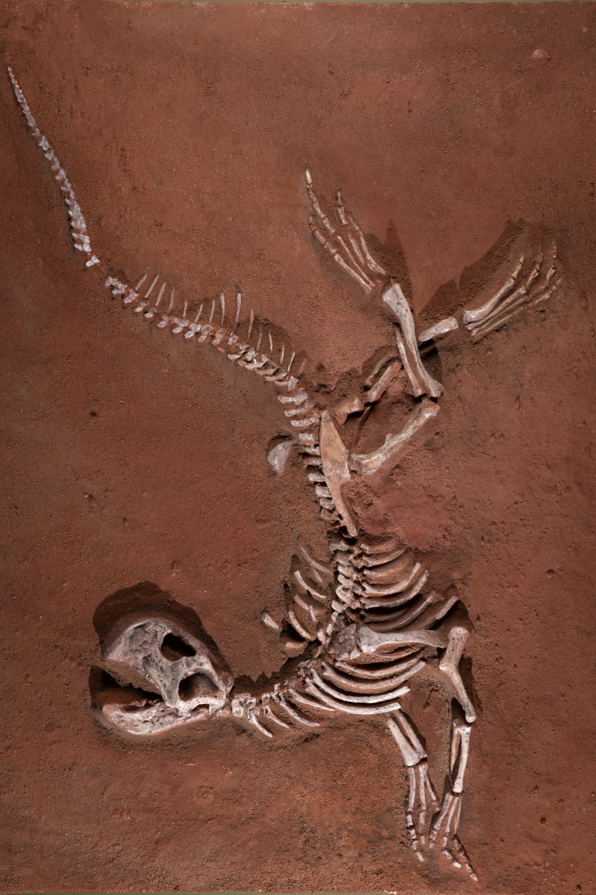The fossilized skeletal remains of Psittacosaurus mongoliensis, seen with its neck bent backwards towards its tail