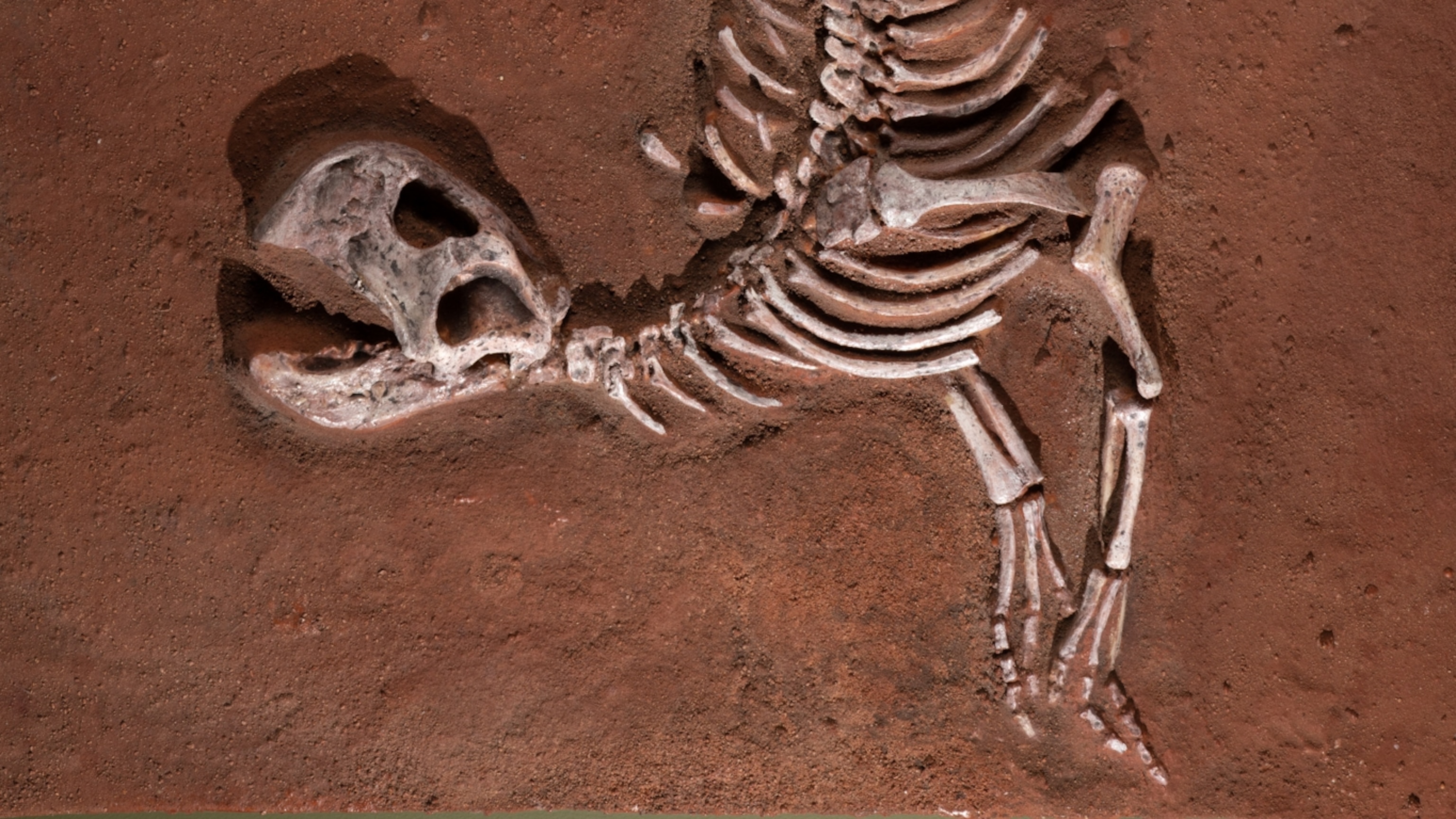 CSI: Cretaceous. A reptile body farm is shedding light on how dinosaurs died.
