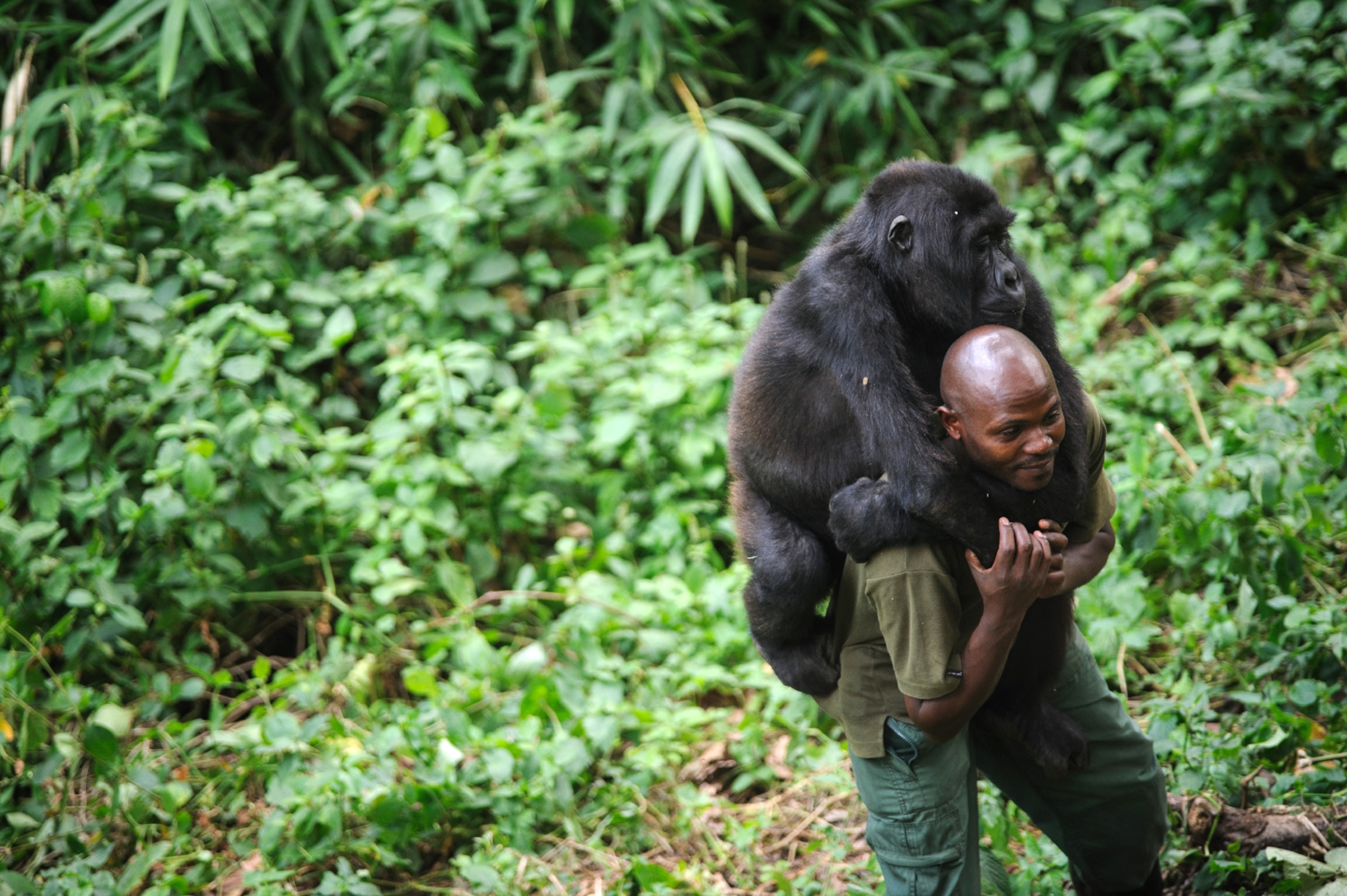 virunga ranger and gorilla