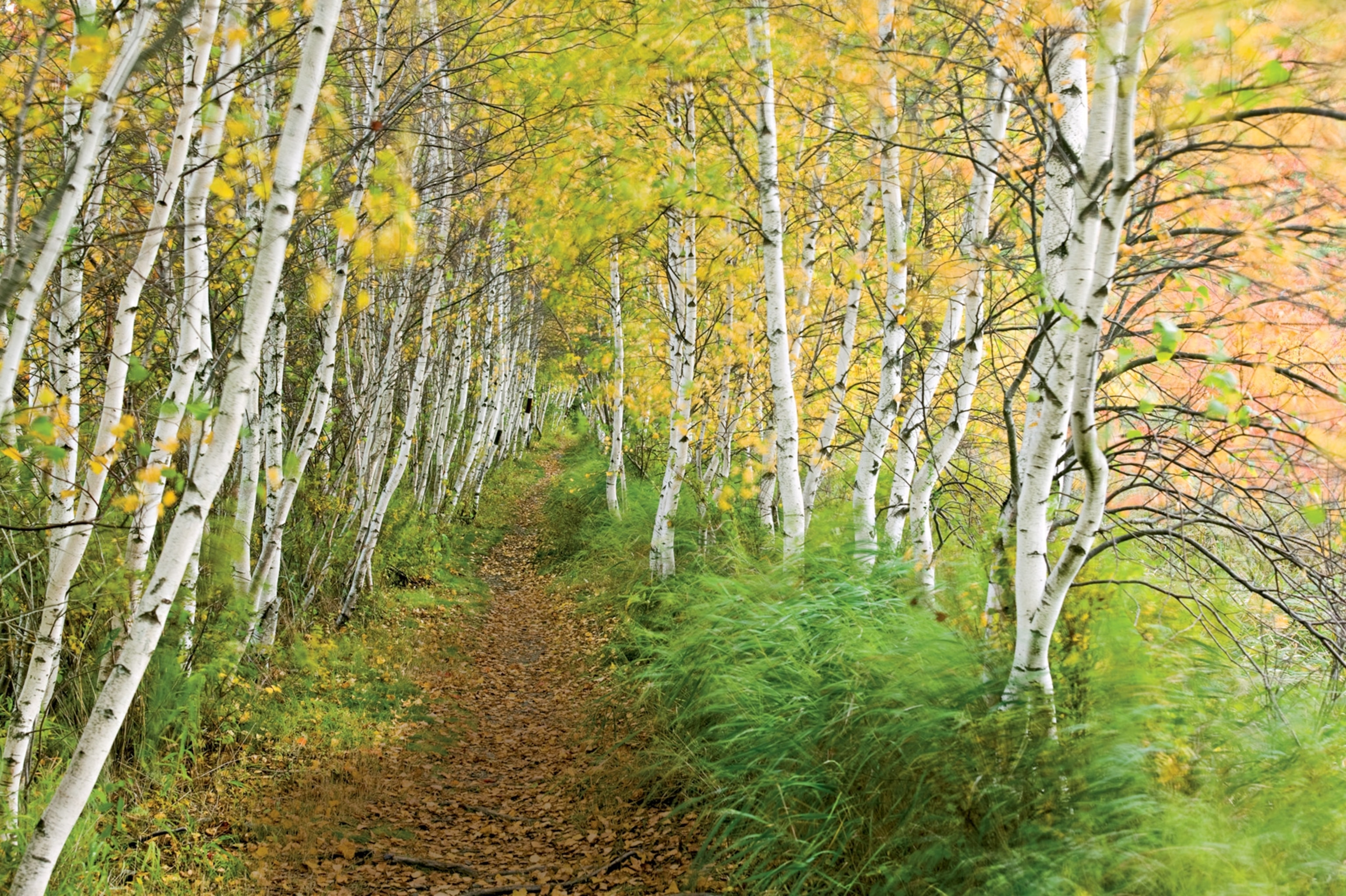 a path through the forest with yellow leaves in Acadia National Park in Maine