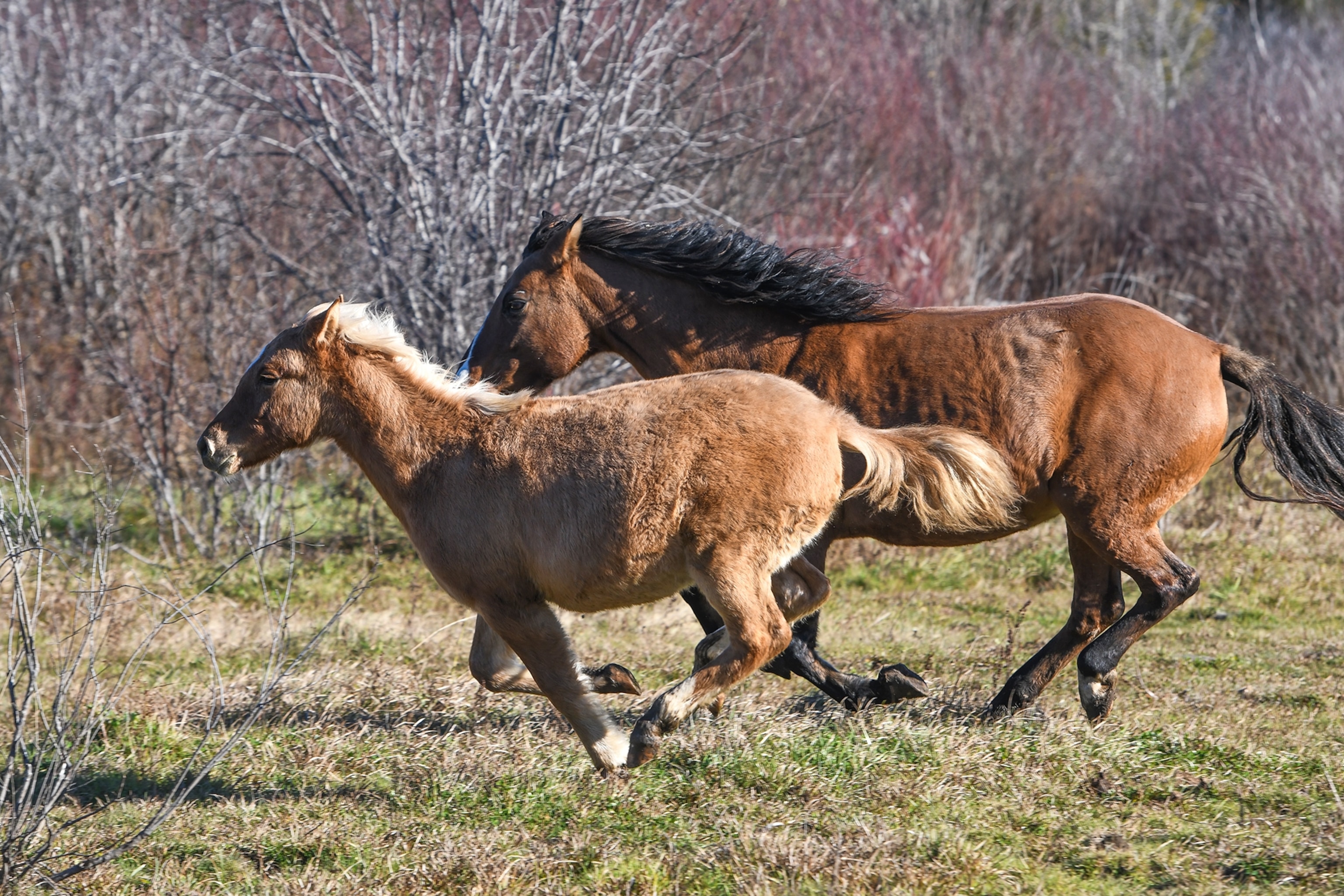 Ojibwe Spirit Horses at the Mādahòkì Farm.