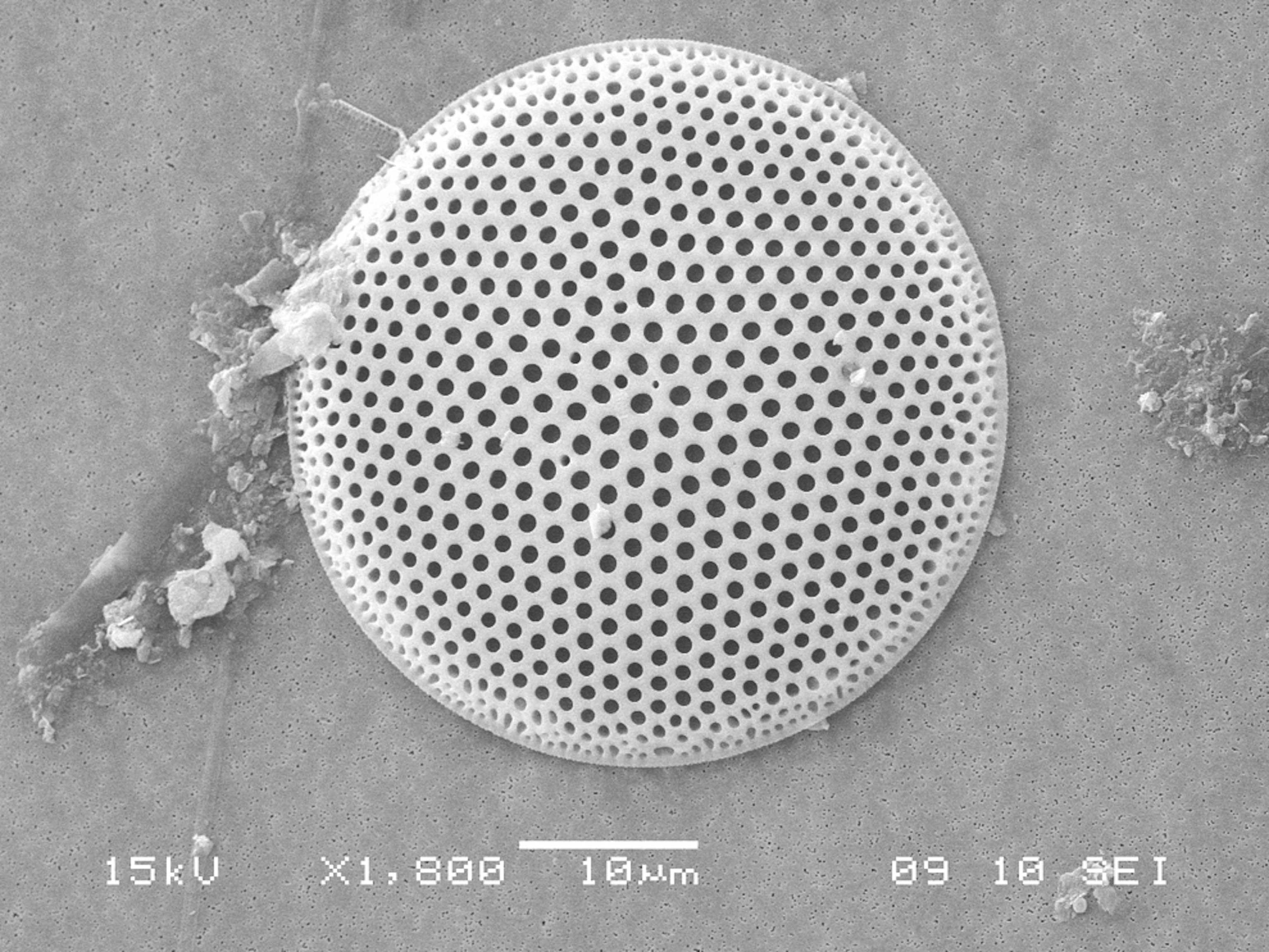 a microscopic marine algae -- new species discovered in South Korea for the first time.