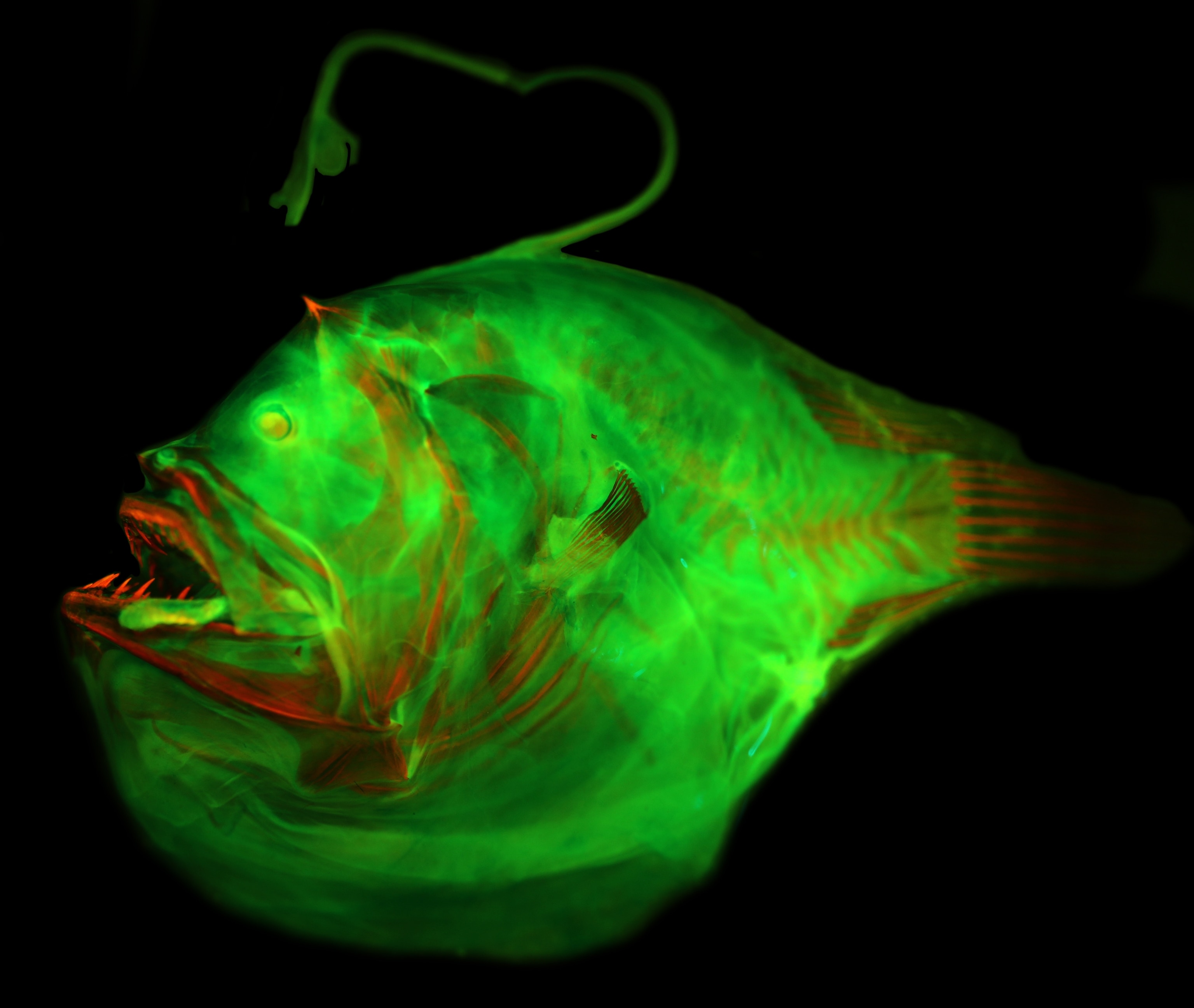The Anglerfish species Bufoceratias wedli from the Field Museum of Natural History.