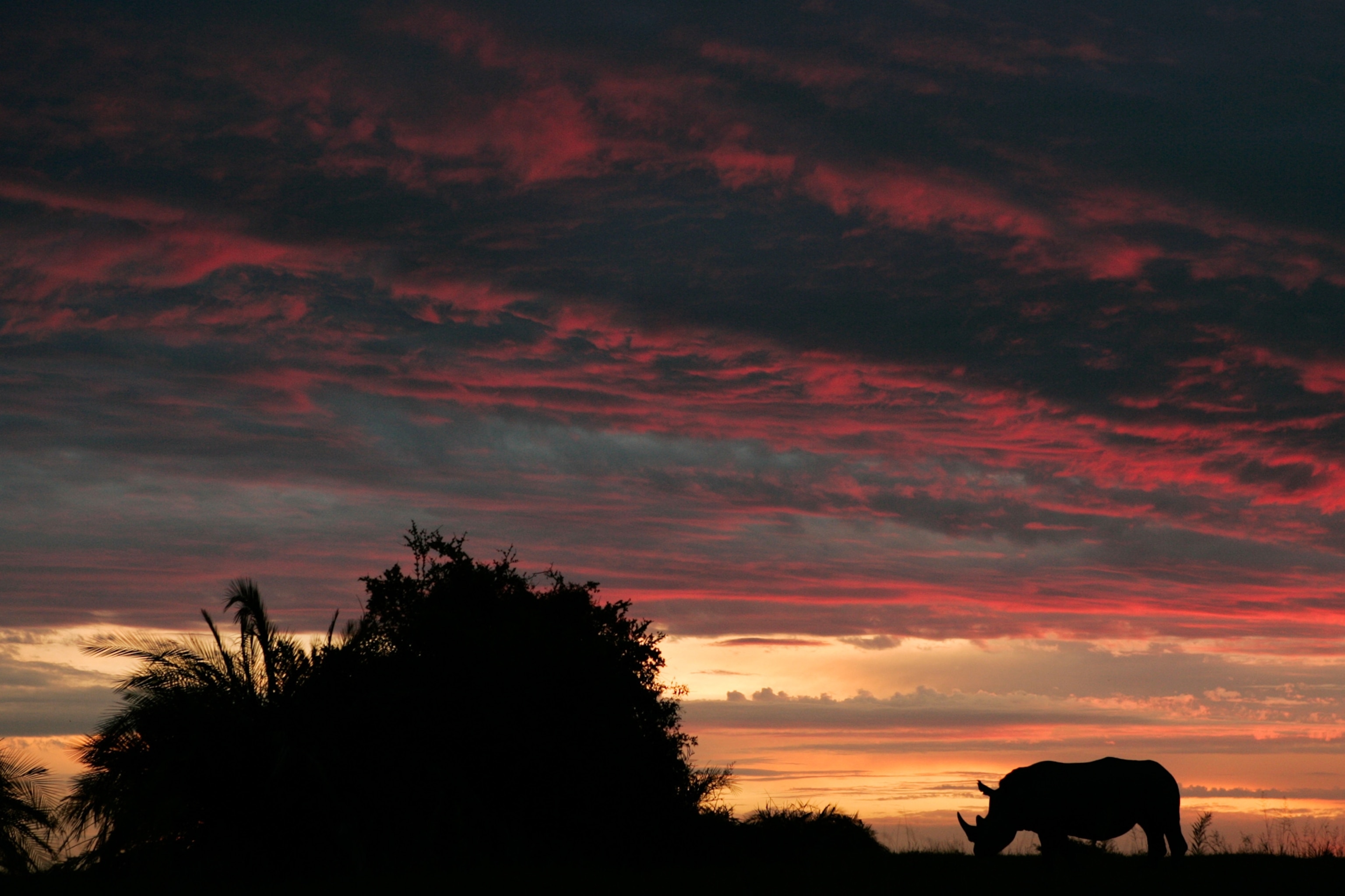 a rhino at sunset in Botswana.