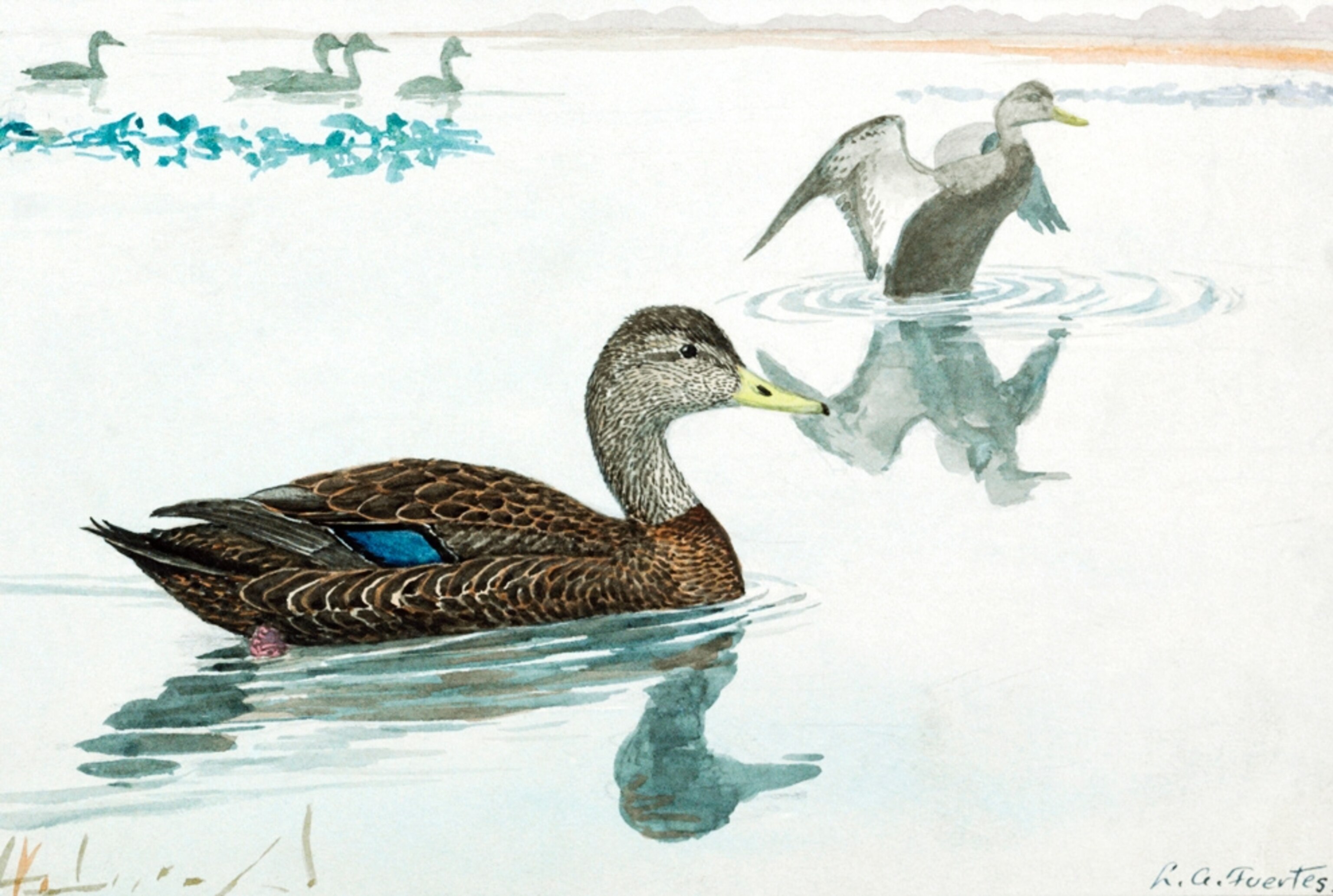 Illustration: Two black ducks swimming