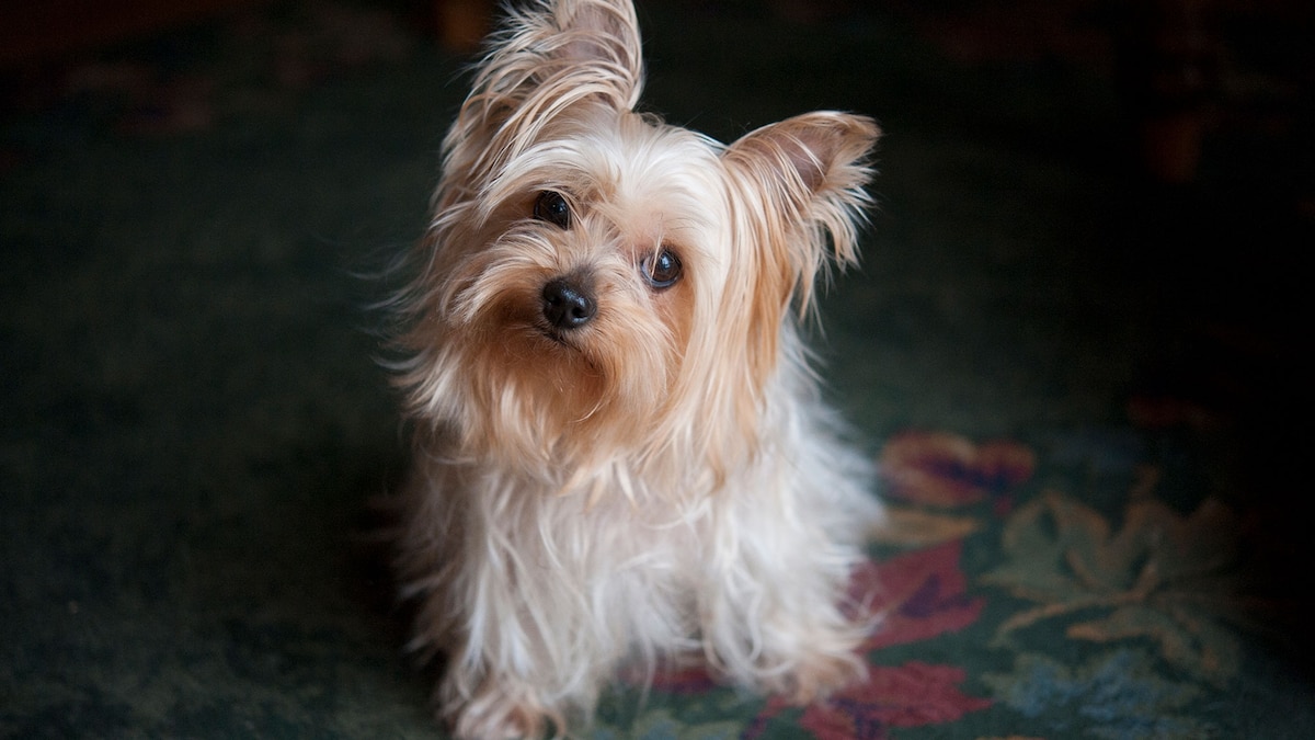 Dogs Have Feelings—Here's How We Know