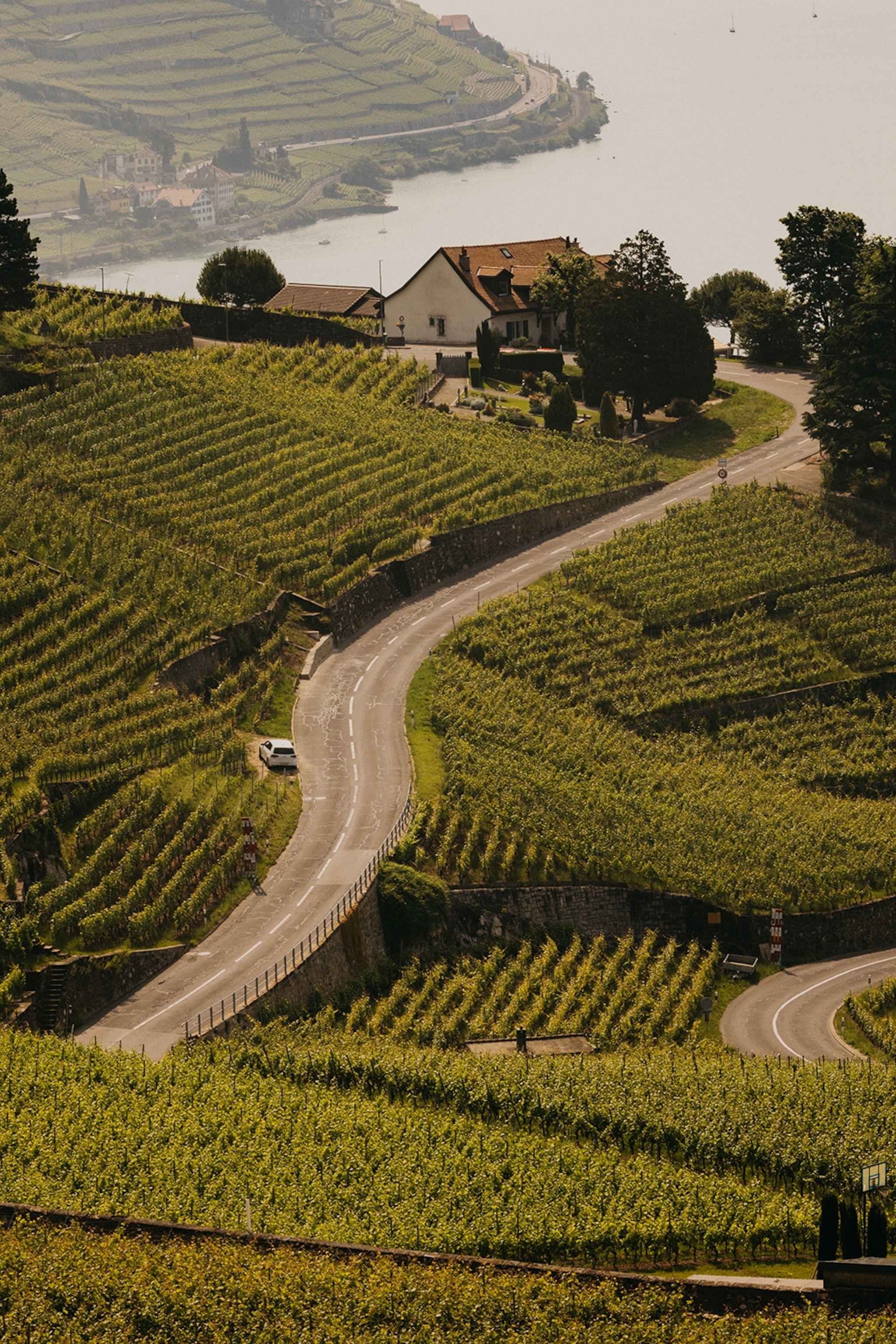 Hills overgrown with the vines of a vineyard as a road snakes through the middle, with a lake and coast in the background.
