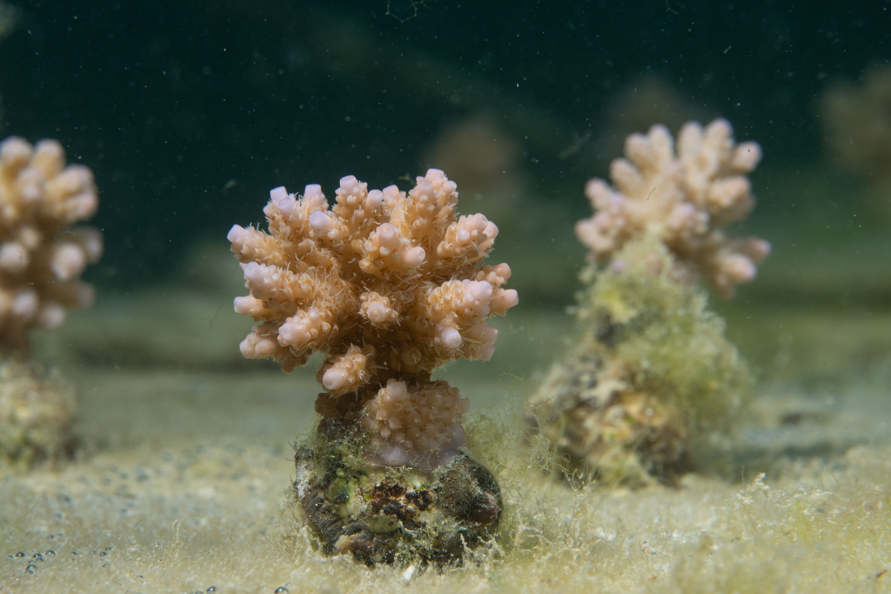 Acropora hyacinthus samples used for research at the coral nursery at Titikaveka Beach in Rarotonga, Cook Islands.