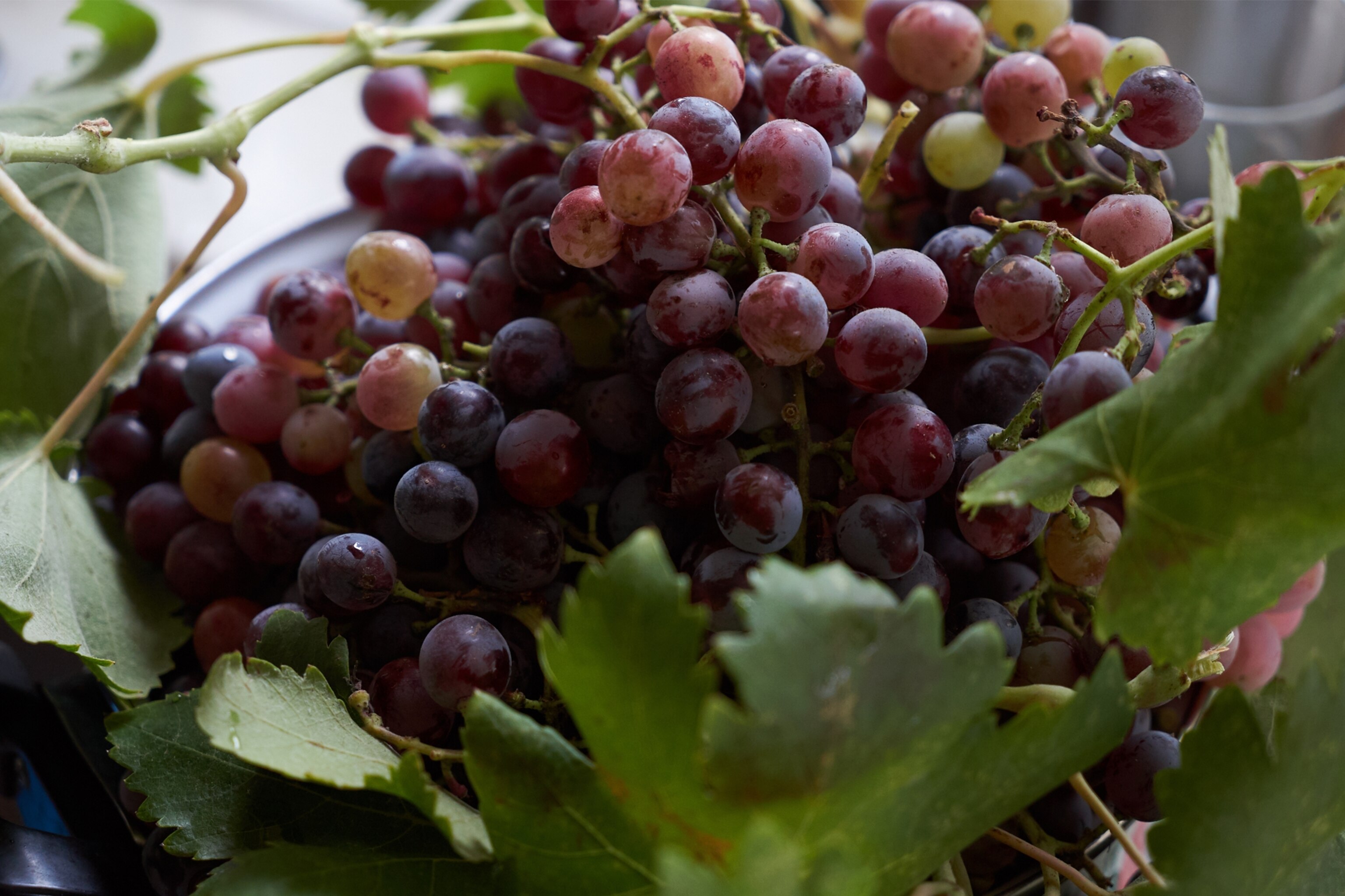 Heard it on the grapevine: 5 of Azerbaijan’s best contemporary vineyards