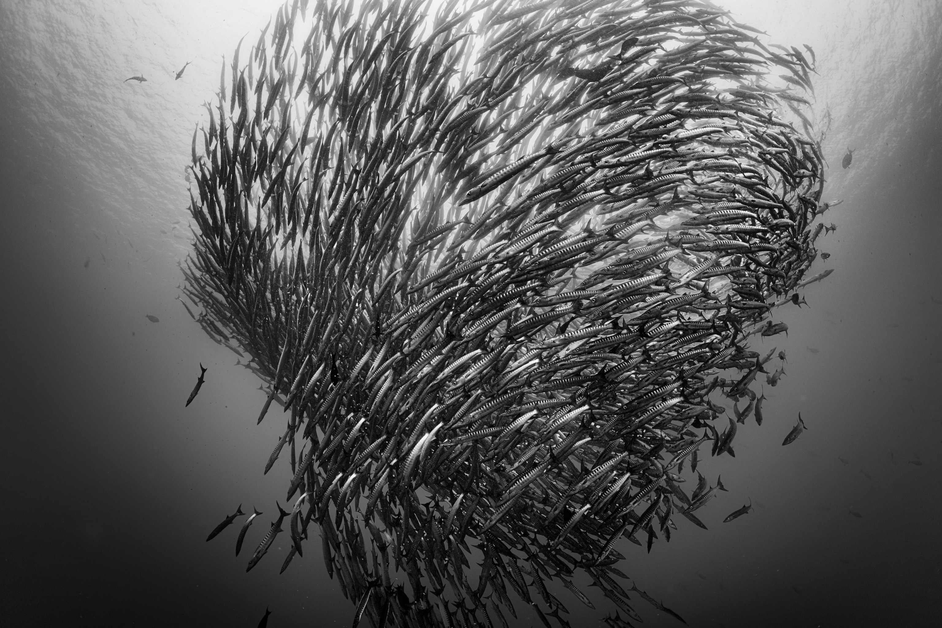Barracuda swim together forming a tornado
