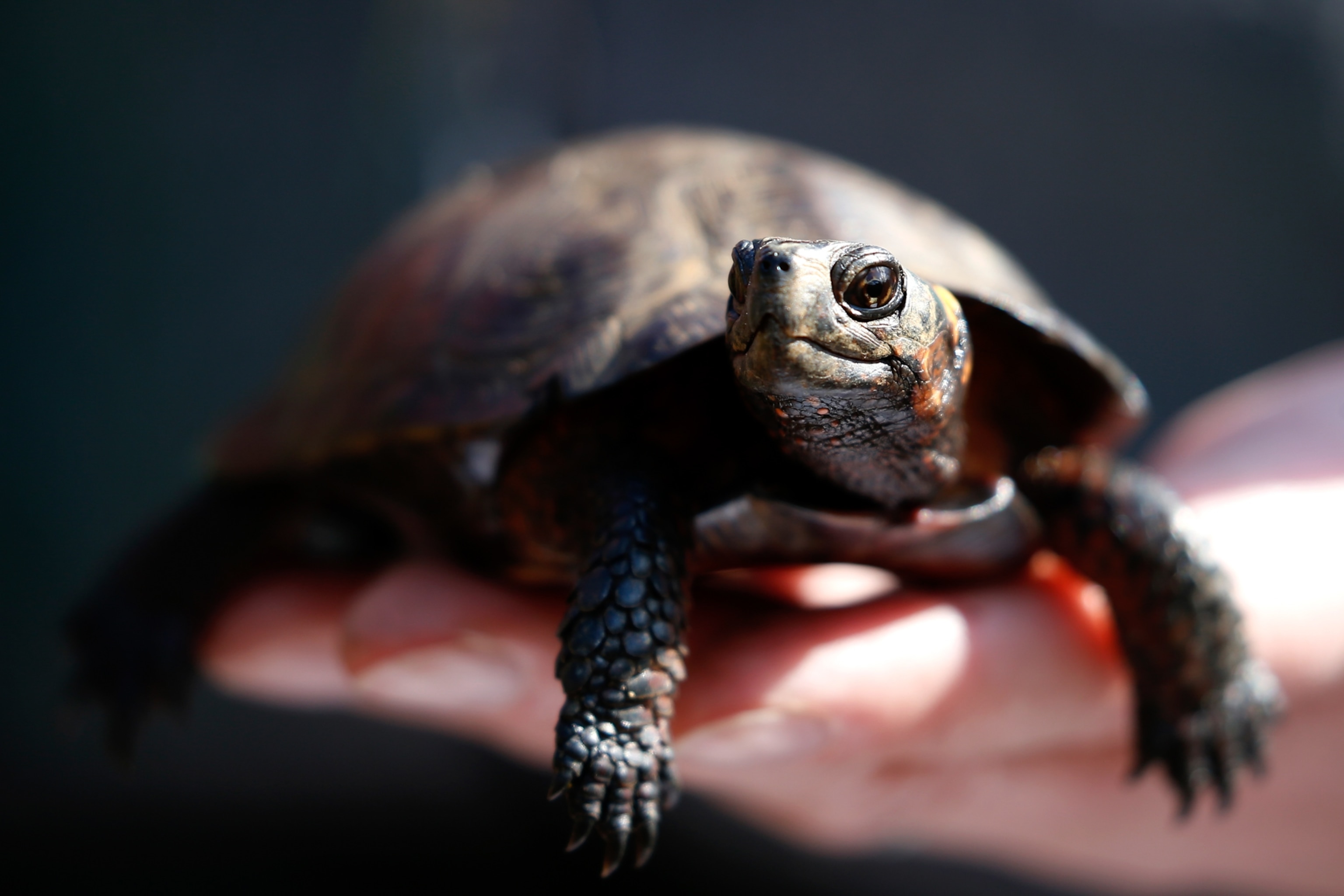 A person's hand gently cradles a small turtle, highlighting its textured shell and delicate features
