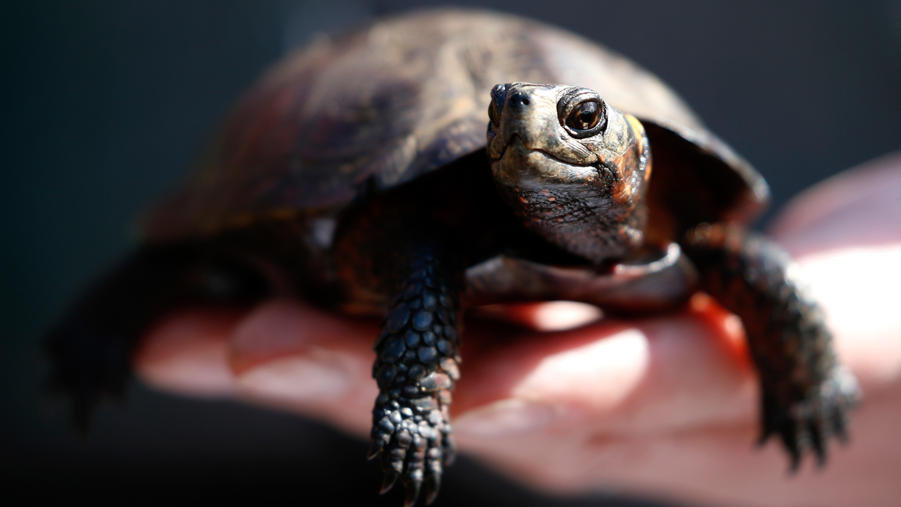 Saving the tiniest turtle in the United States