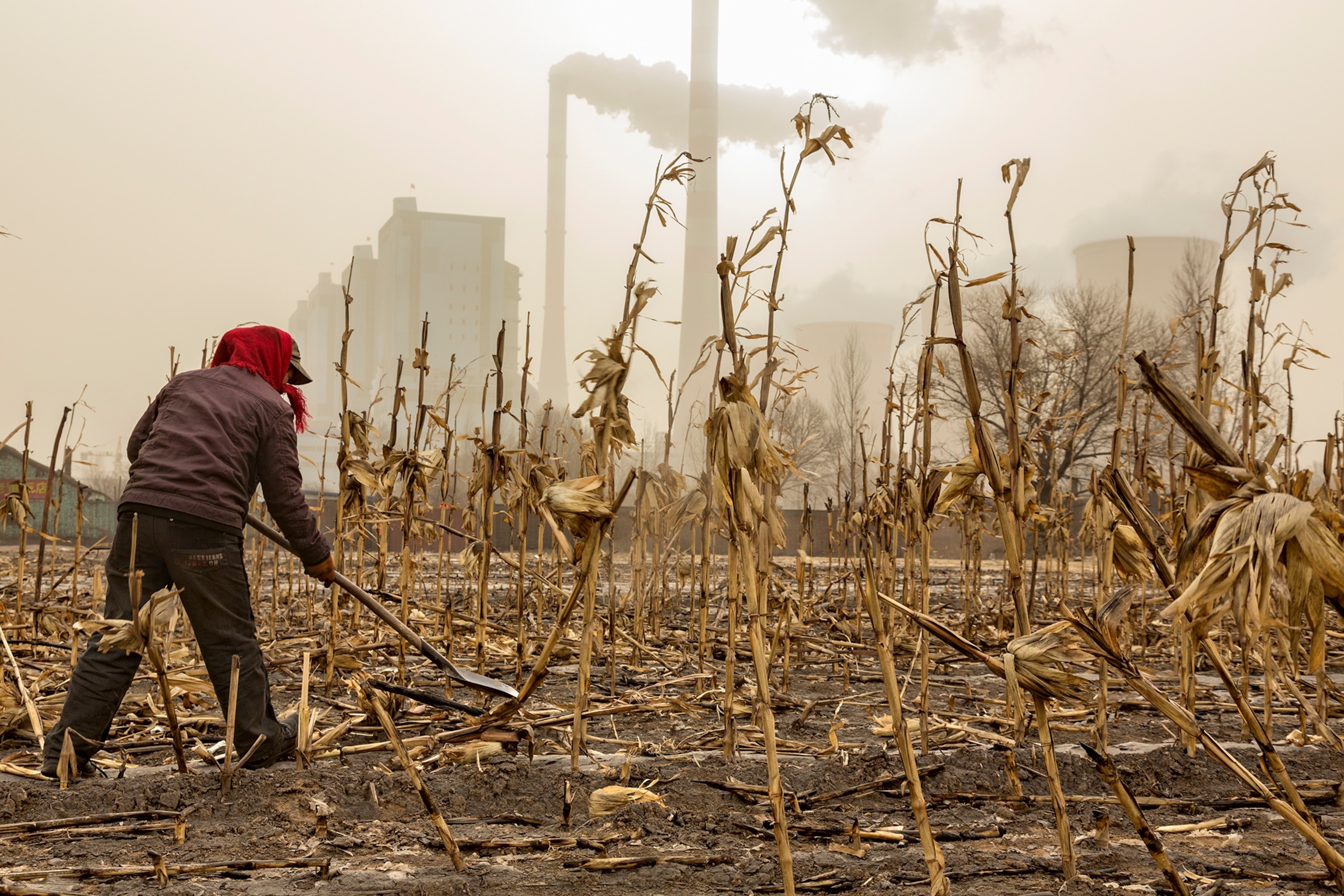 Amid the soot covered stalks of last year's corn, a farmer prepares for spring near a power plant in Shanxi Province.