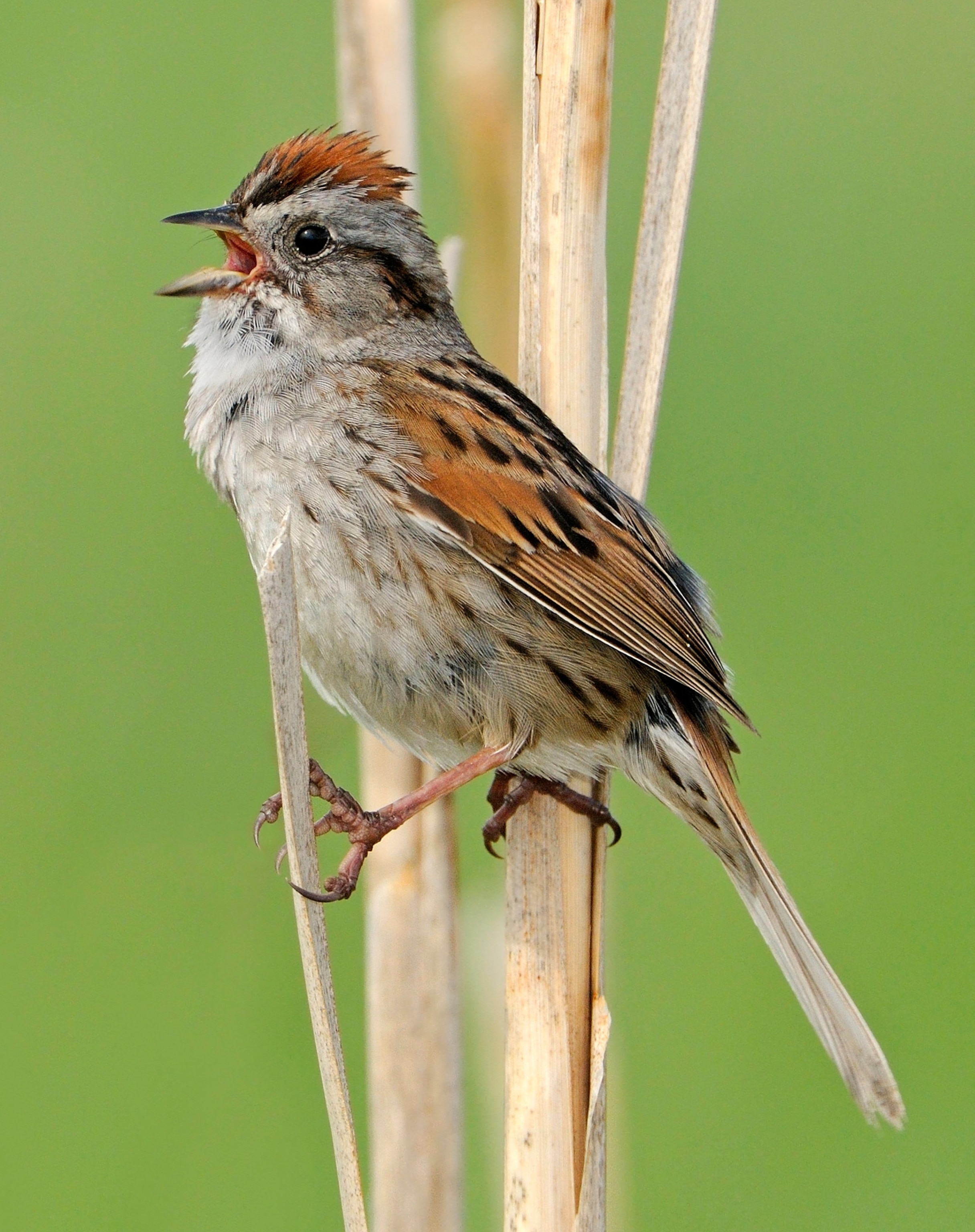 洋楽 Sparrow The Movement / What You Expect Sparrow The Movement / What You Expect