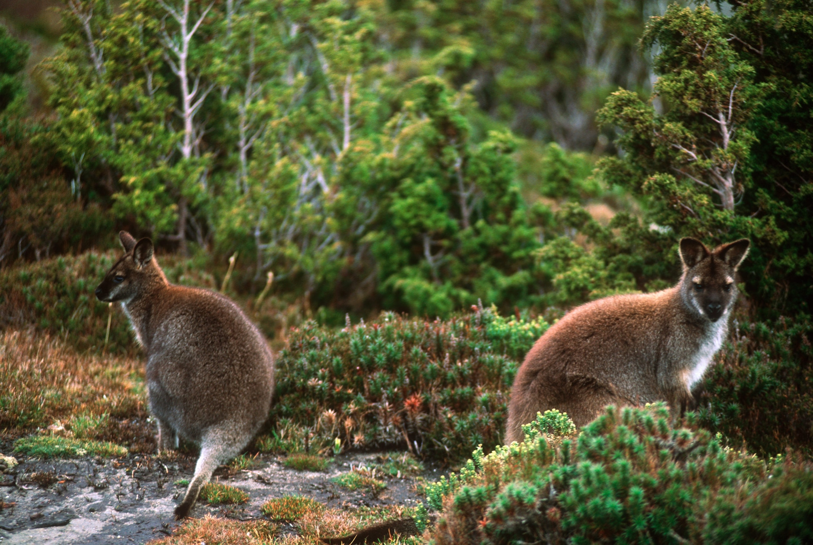 wallabies along the Overland Track, a hiking trail in Tasmania