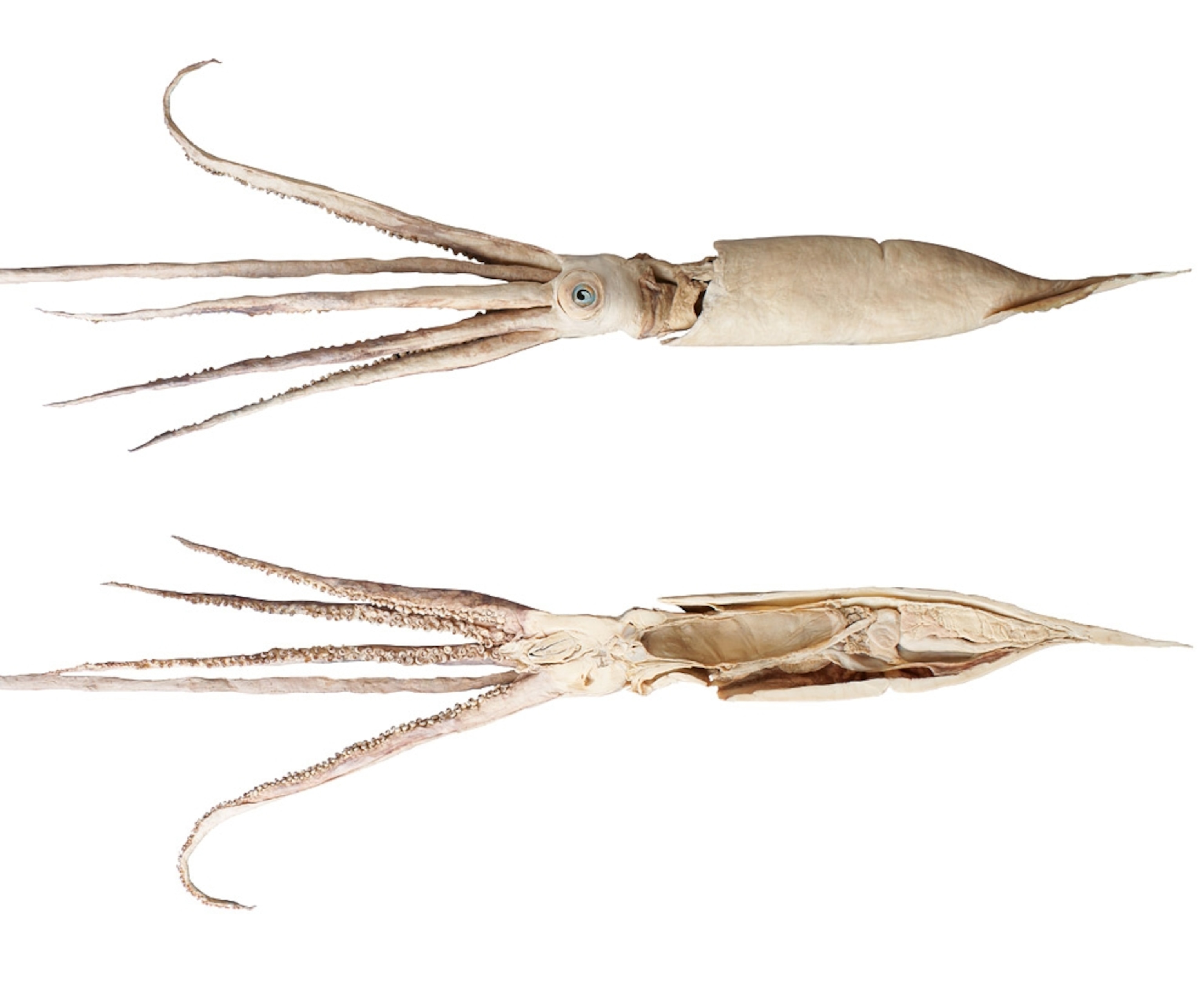 plastinated giant squid