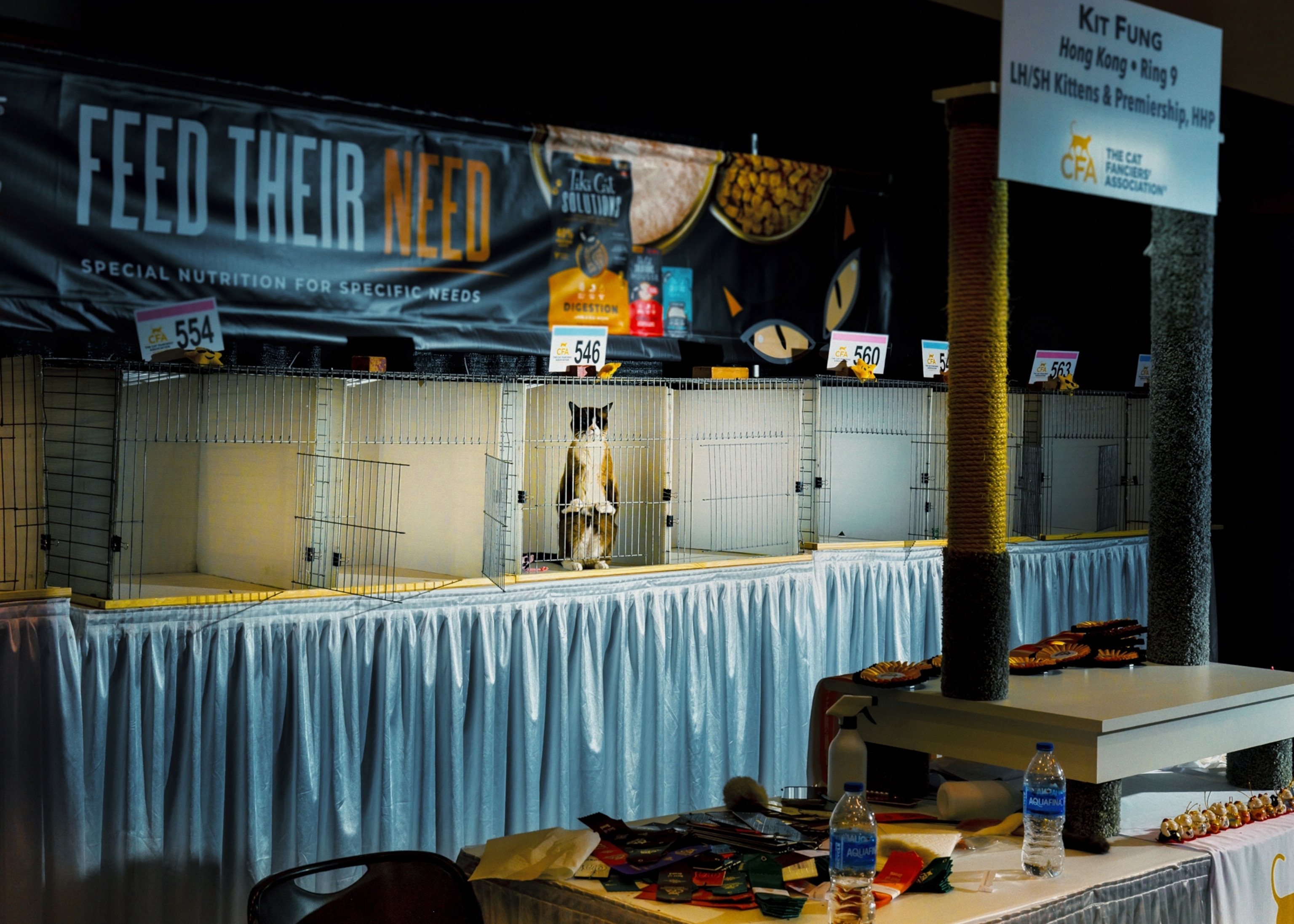 A single cat in a cage, amongst a row of empty cages. The cat is standing and looking longingly from its cage, in the direction of a judge's table with a pile of ribbons.