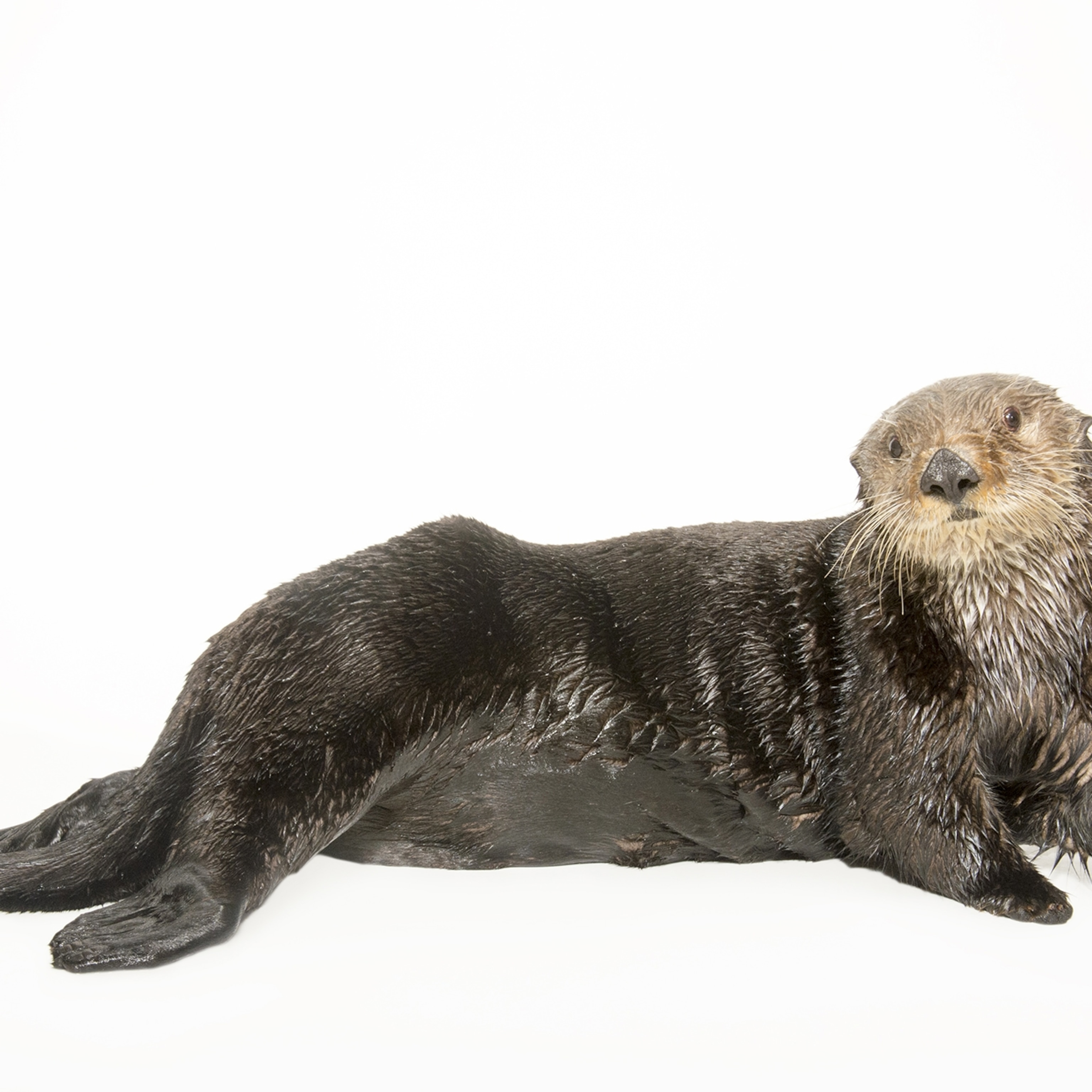Sea Otter National Geographic