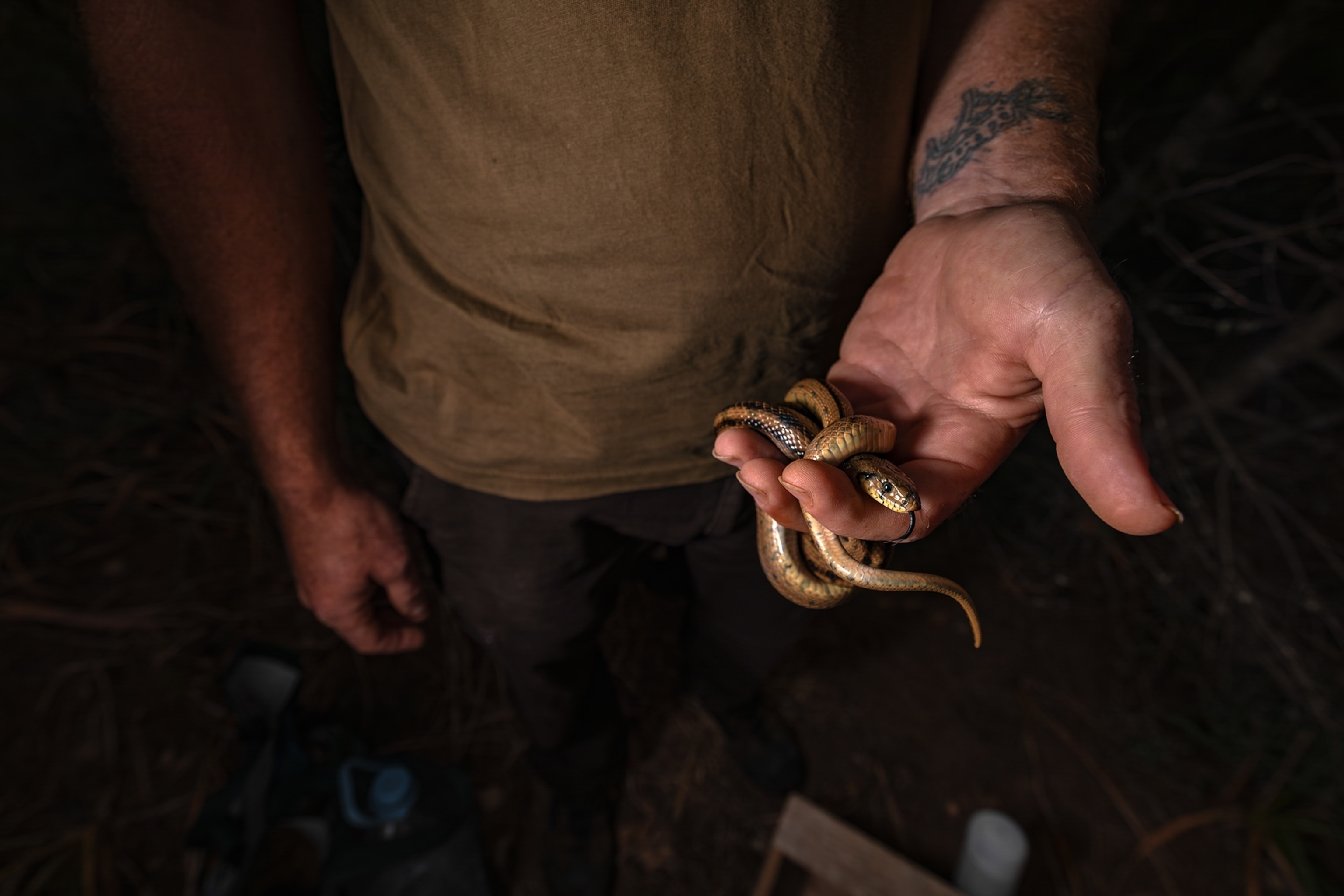 A person with a tattooed wrist gently holds a small snake in their open palm