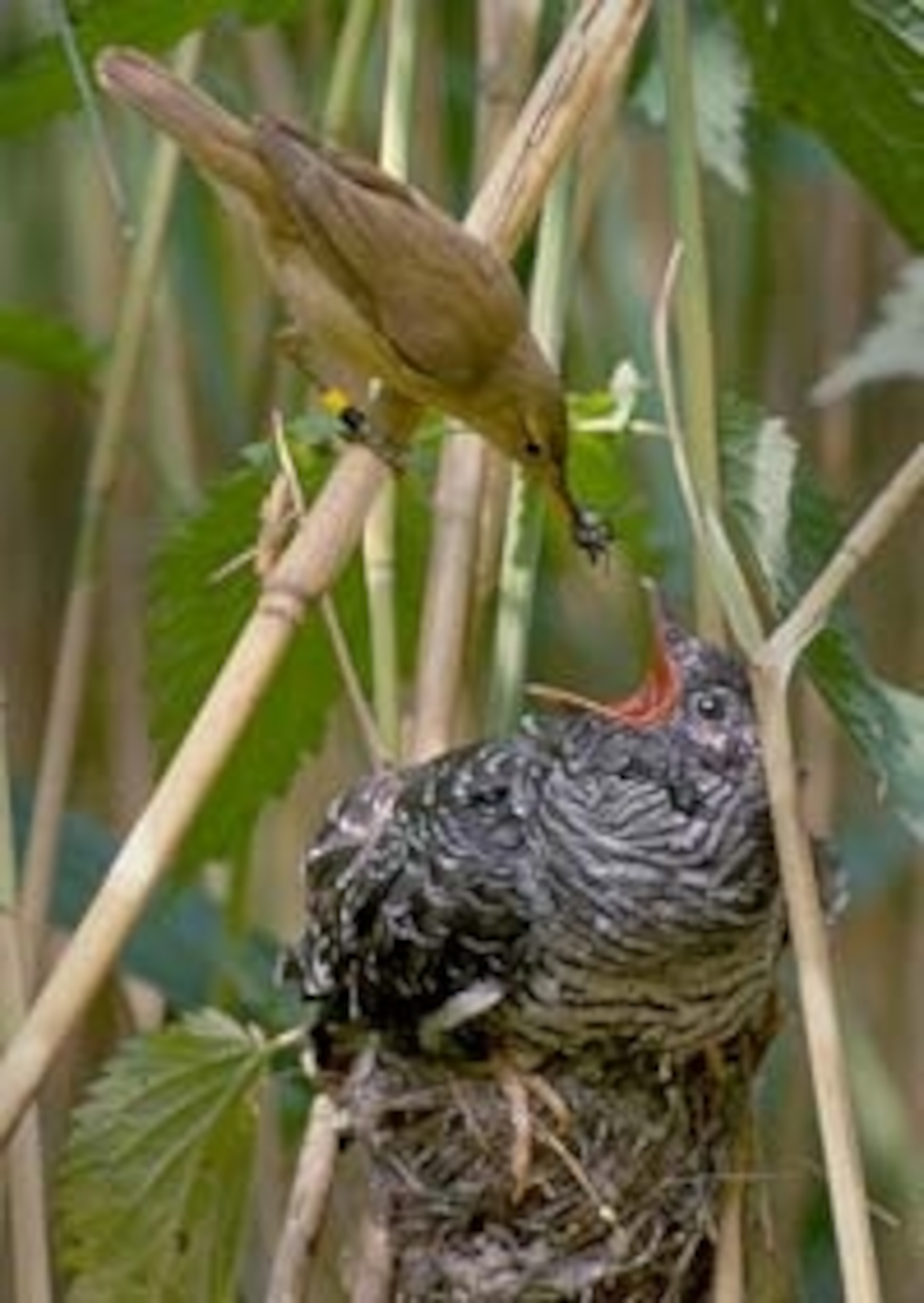 Reed_warbler_cuckoo.jpg