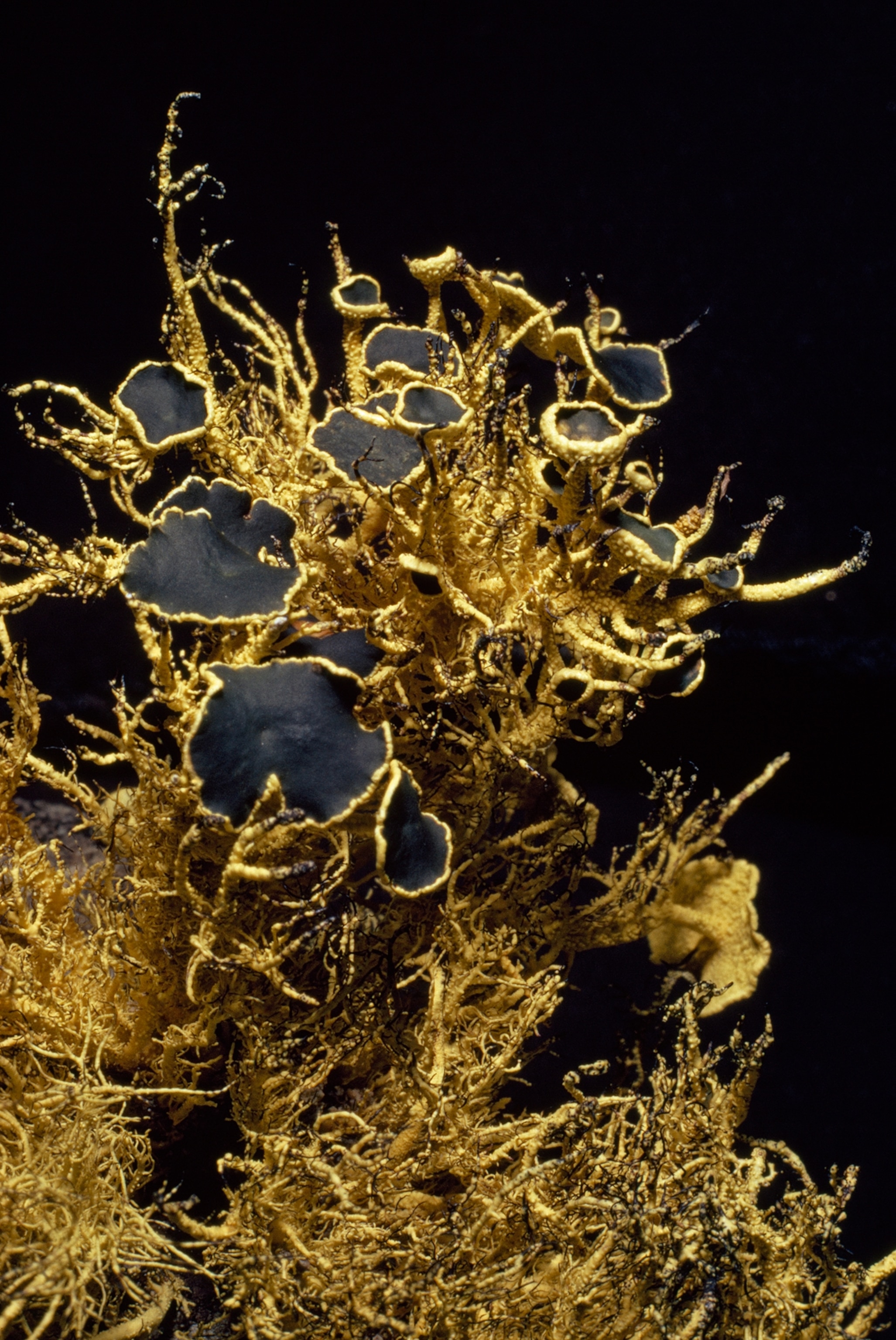 Giant of a miniature world, a two-inch-high lichen called Neuropogon spreads frizzy arms laden with black spore-bearing cases. Lichens, algae, and mosses stand tallest among Antarctica's vegetation, the equivalent of forests elsewhere, reflecting the relative primitiveness of the continent's flora. When snow recedes, these diminutive "woodlands" appear, sheltering a miniecology replete with insects, mites, and microbes-the hunted and the hunters.