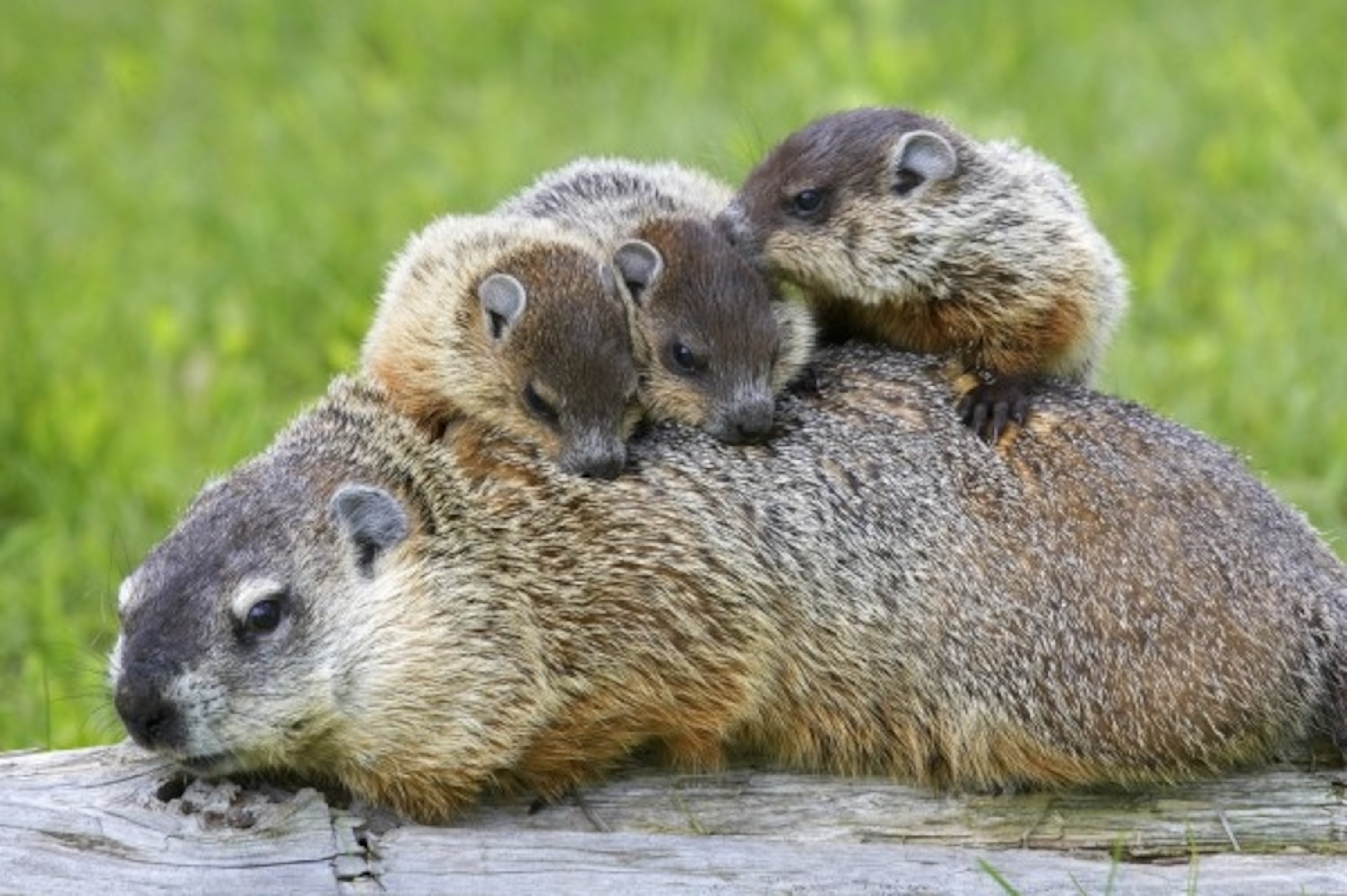 when do groundhogs have babies in ohio