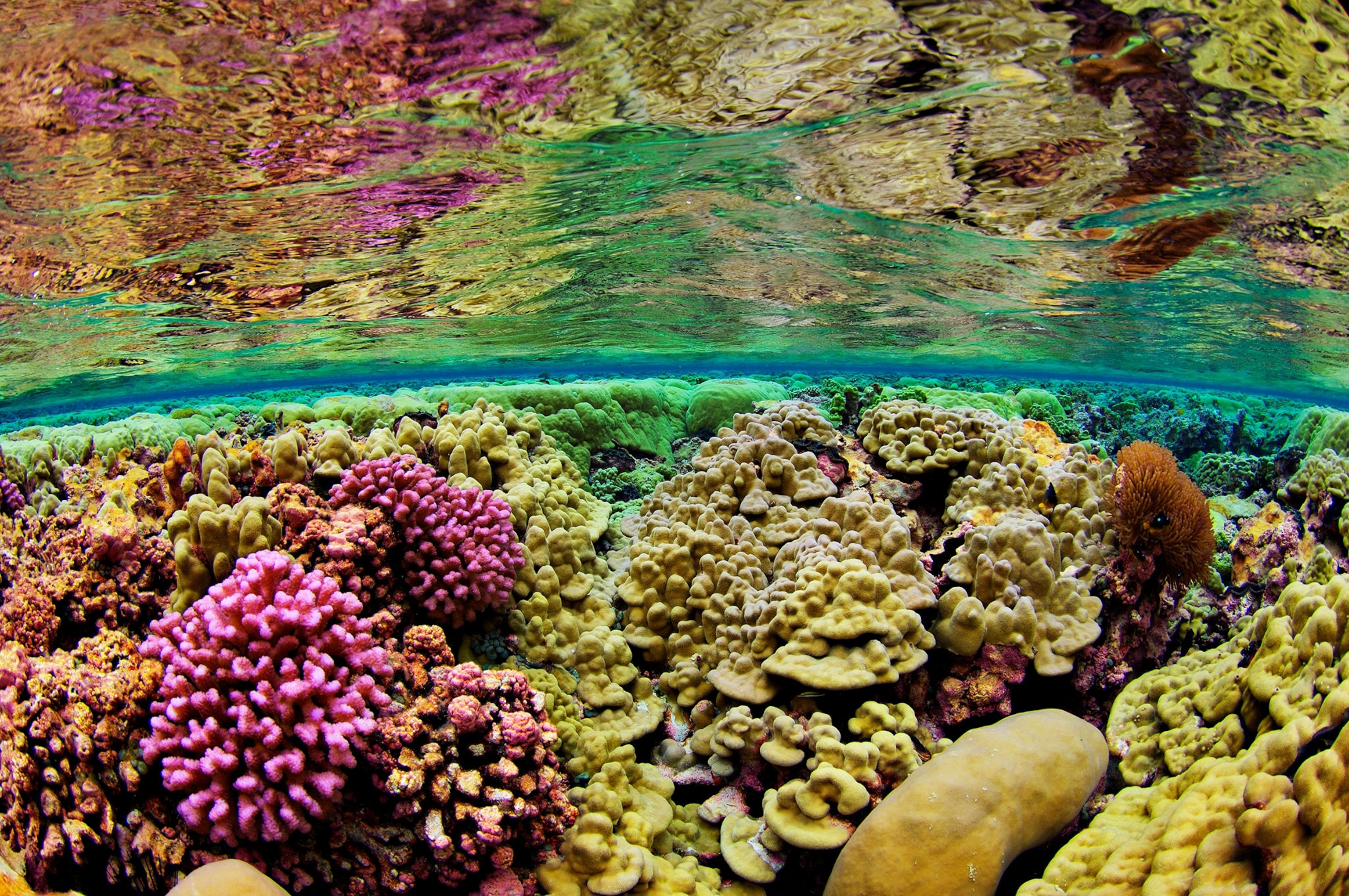 brightly colored coral