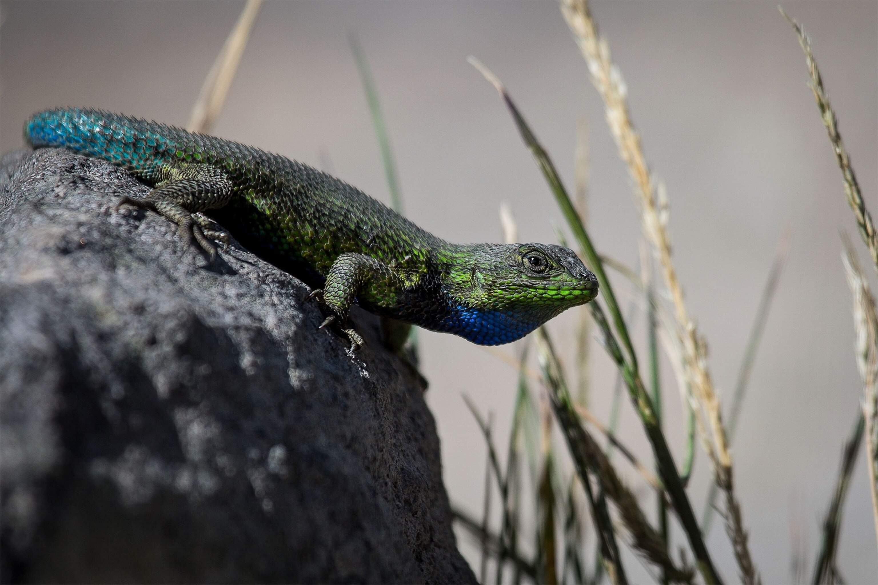 a lizard at the summit of Santiaguito volcano