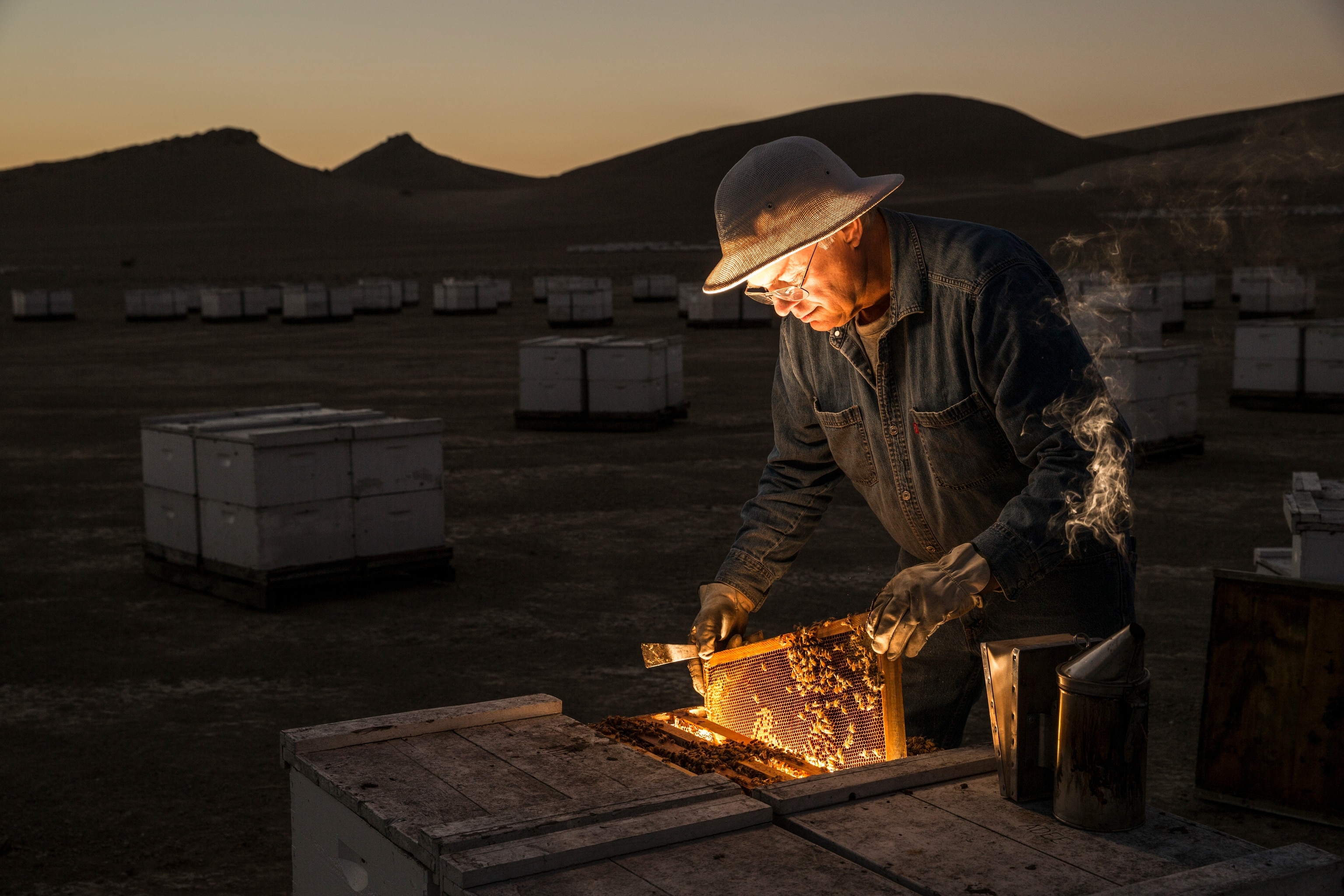 A suited beekeeper opening a hive at dawn.